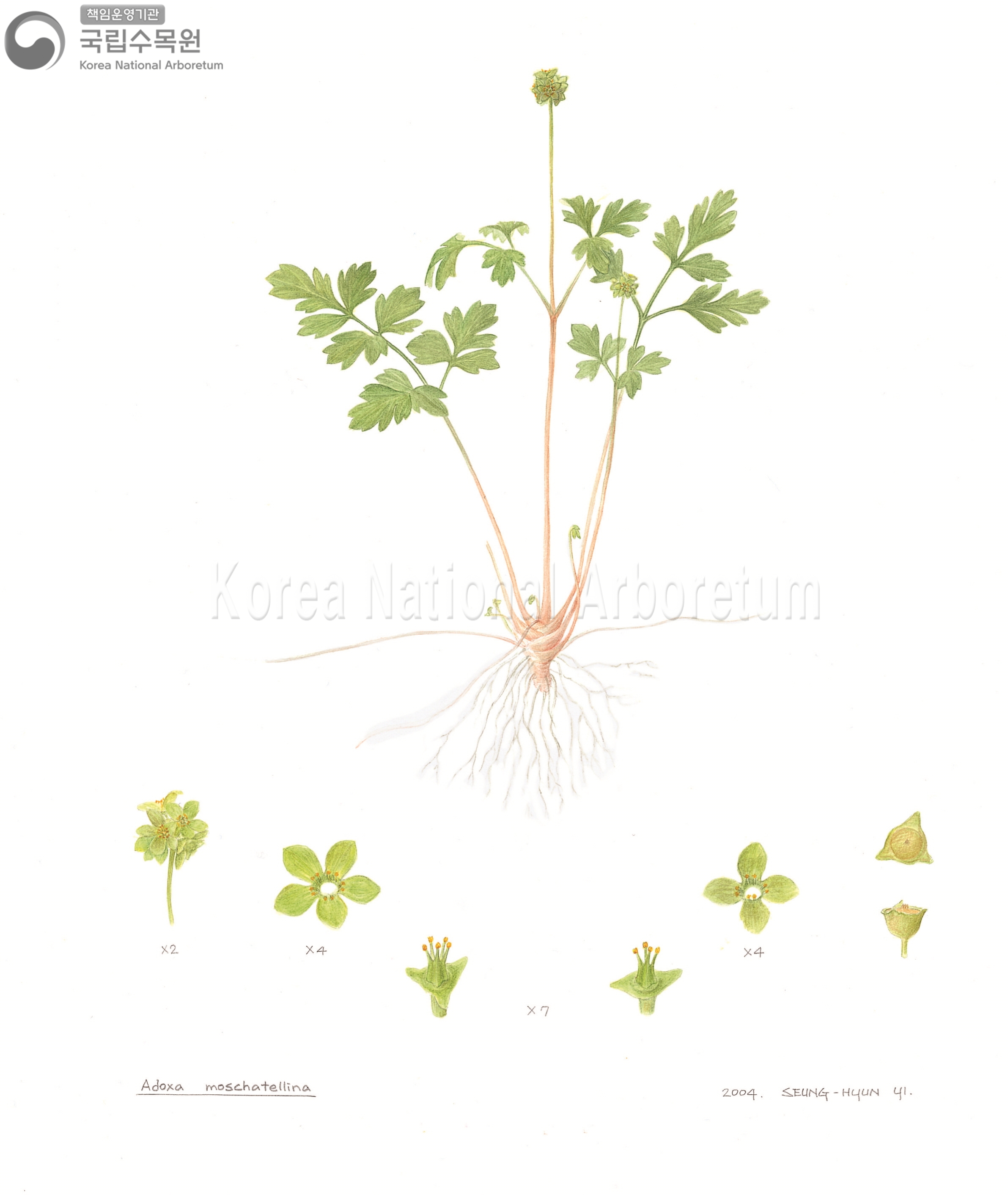 Plant Illustration Detailed View