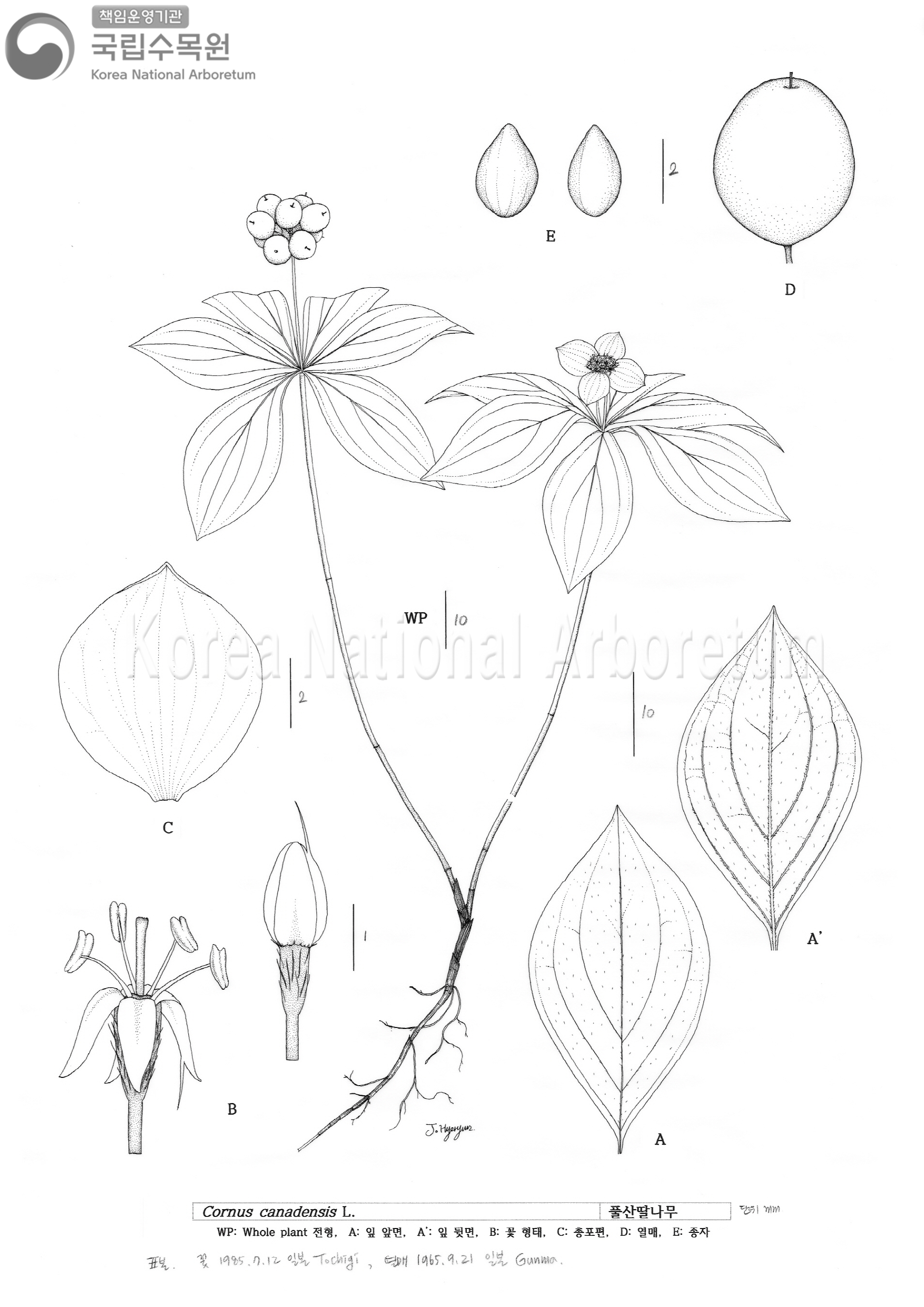 Plant Illustration Detailed View