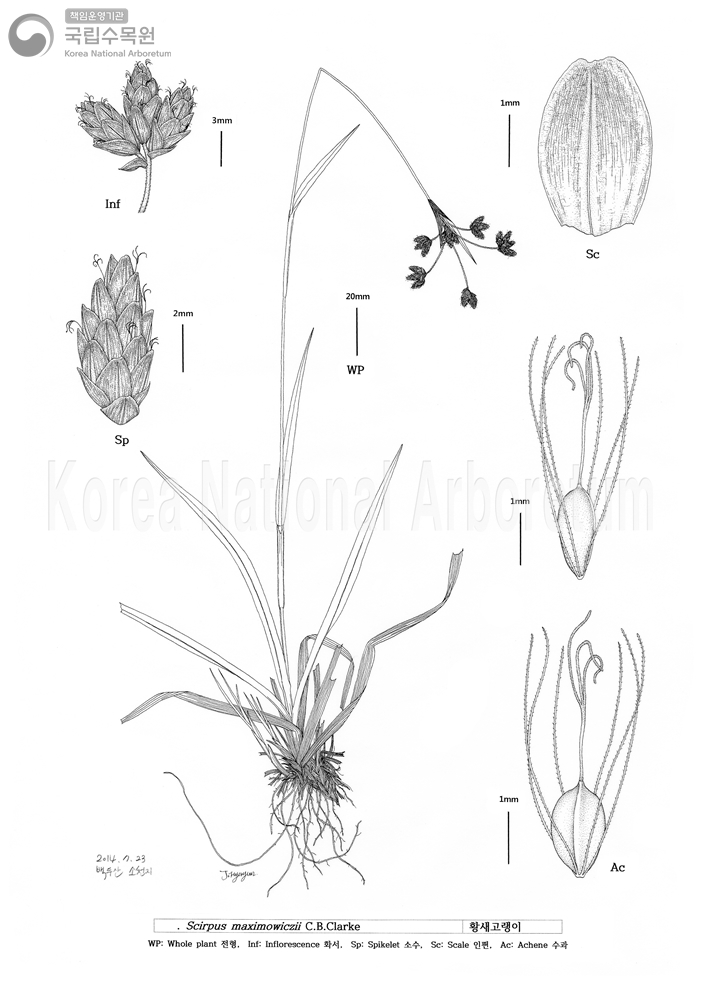 Plant Illustration Detailed View