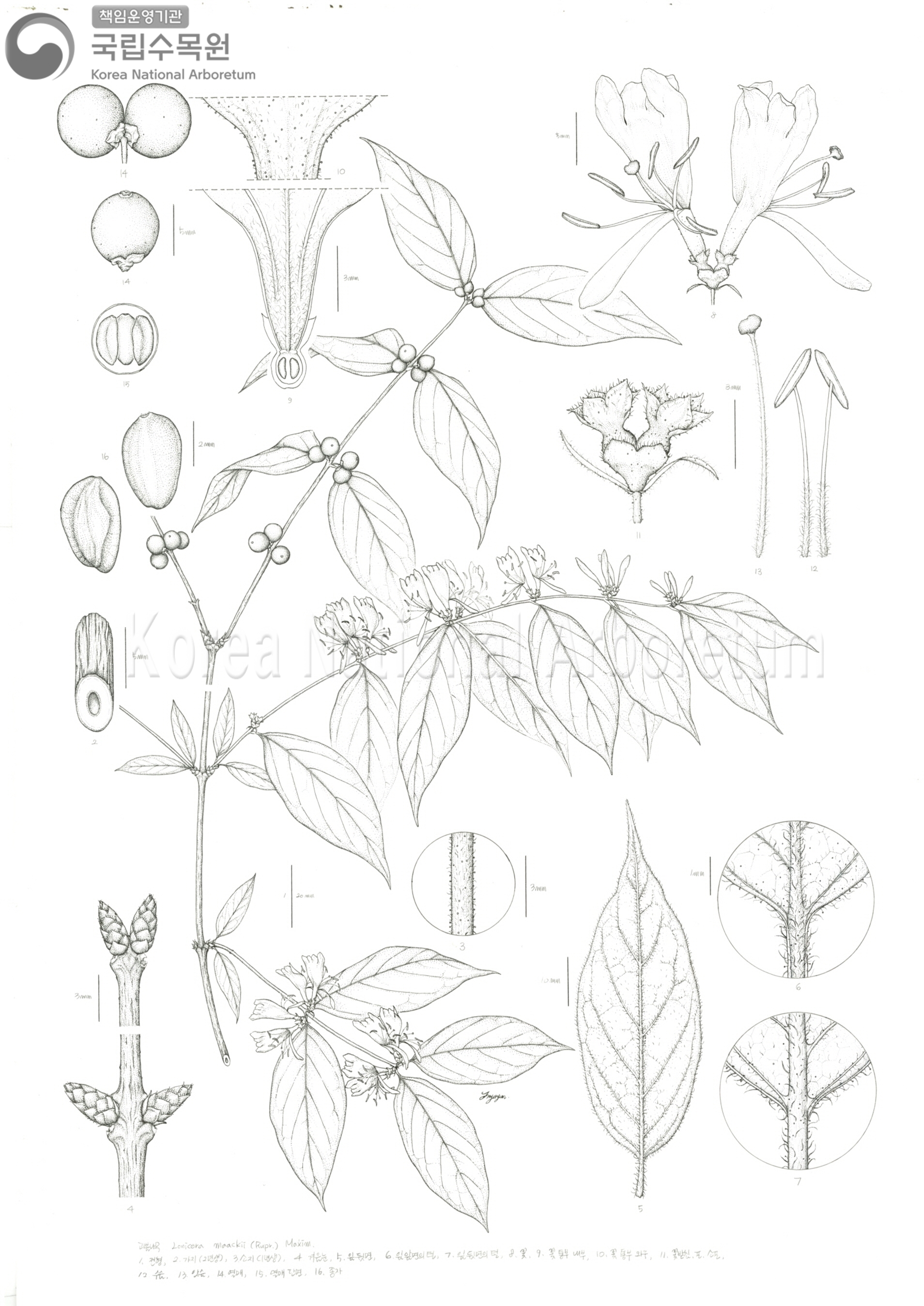 Plant Illustration Detailed View