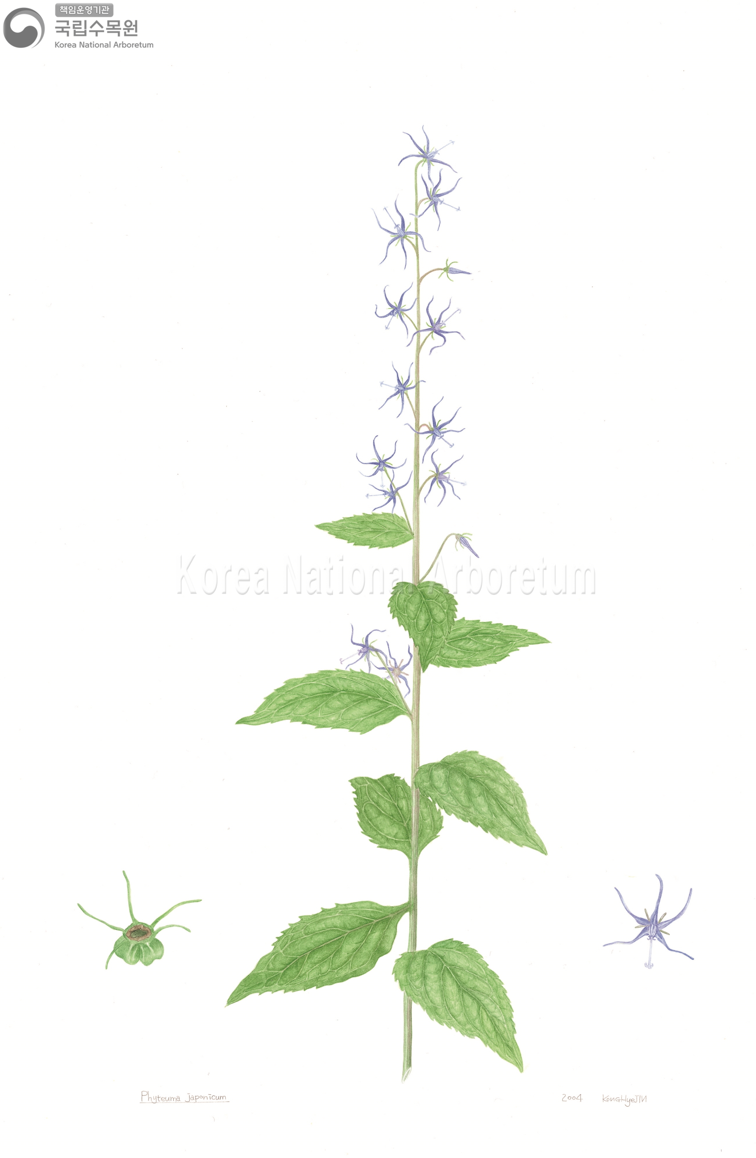 Plant Illustration Detailed View