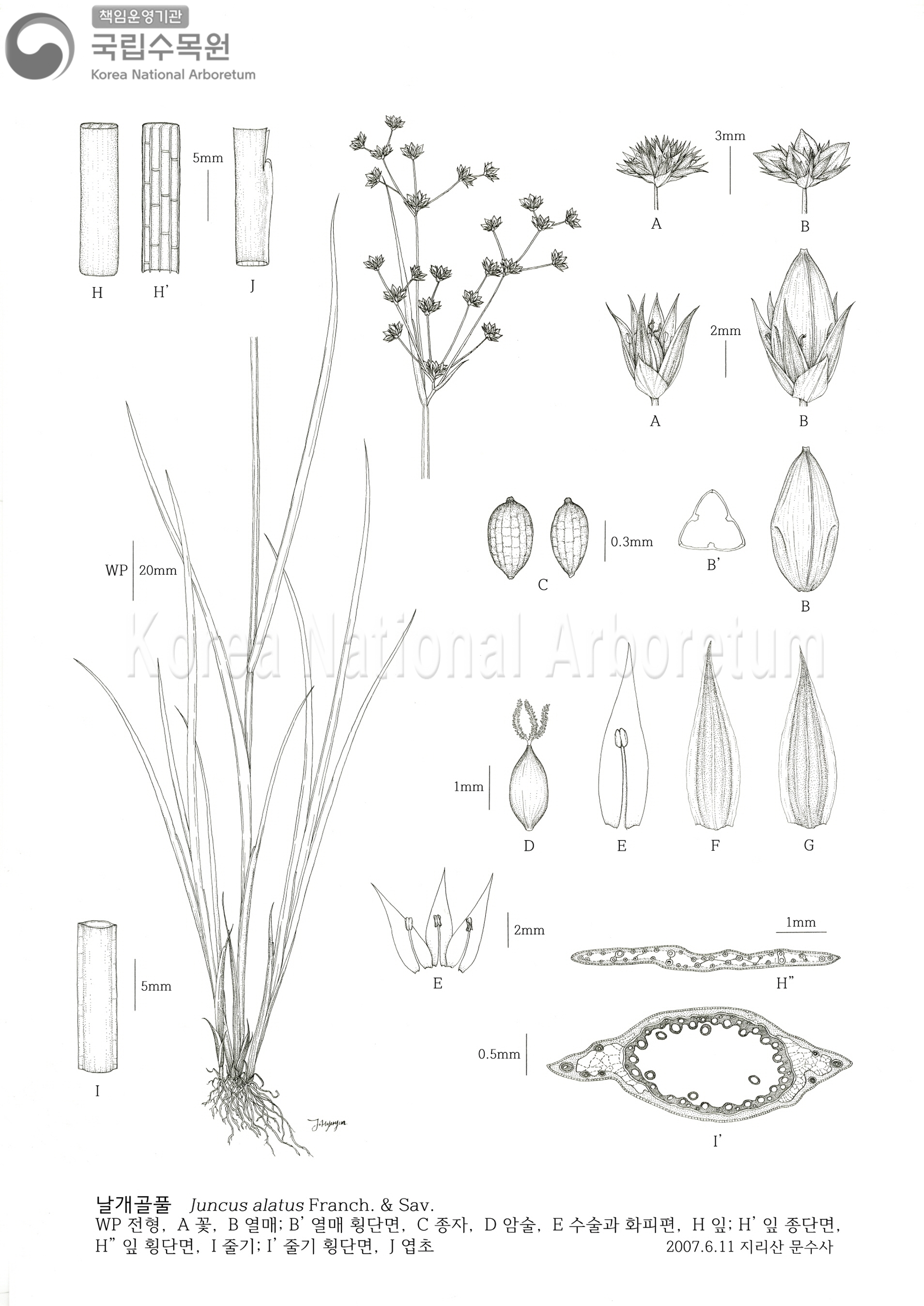 Plant Illustration Detailed View