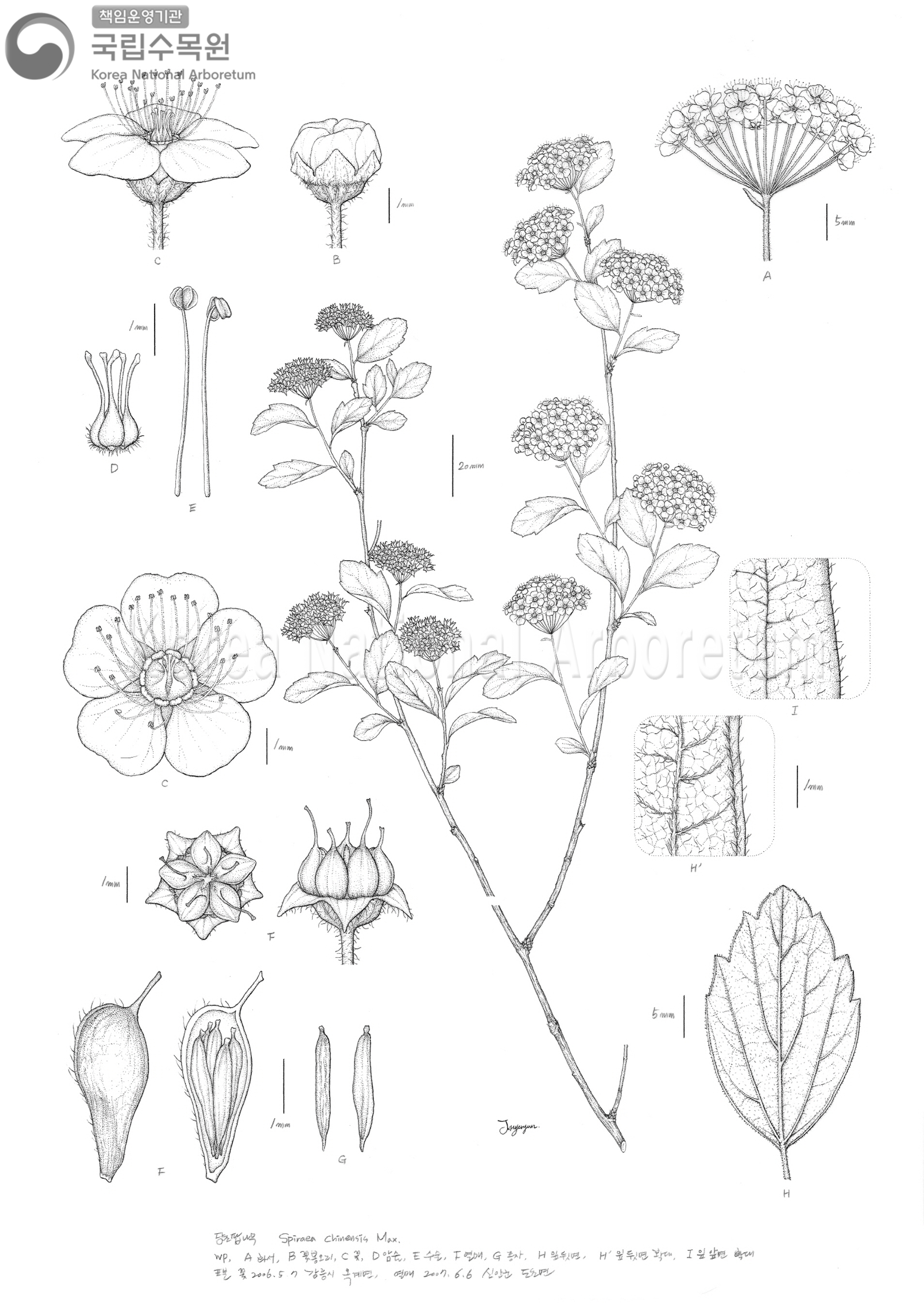 Plant Illustration Detailed View