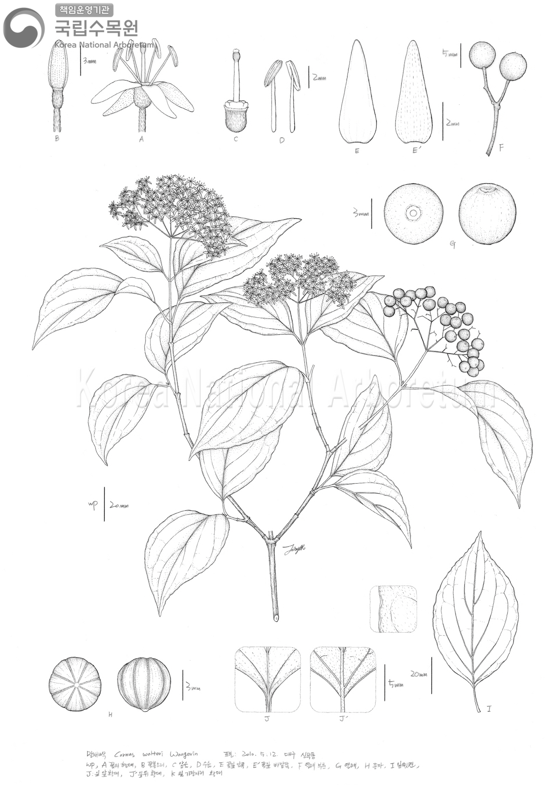 Plant Illustration Detailed View