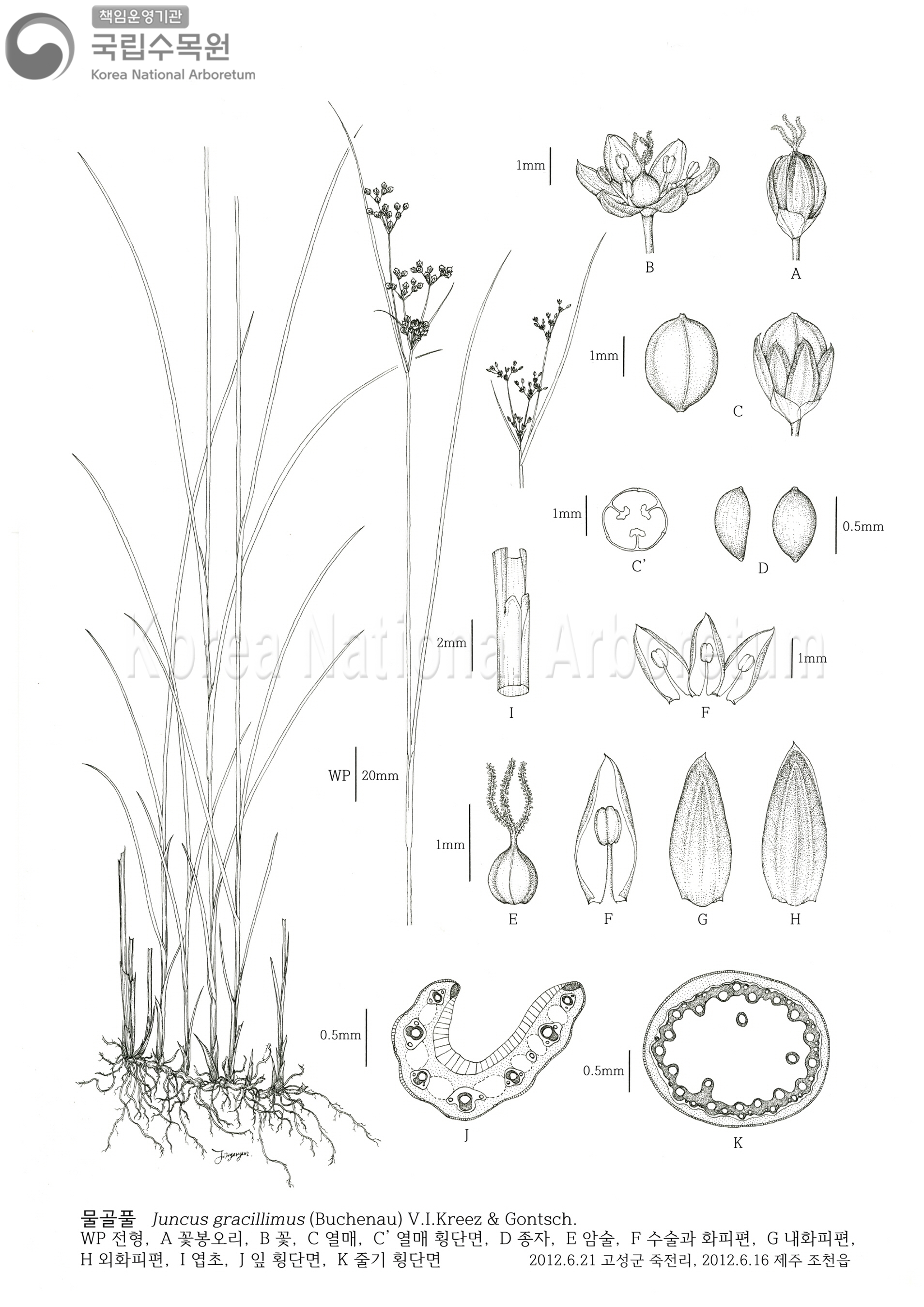 Plant Illustration Detailed View