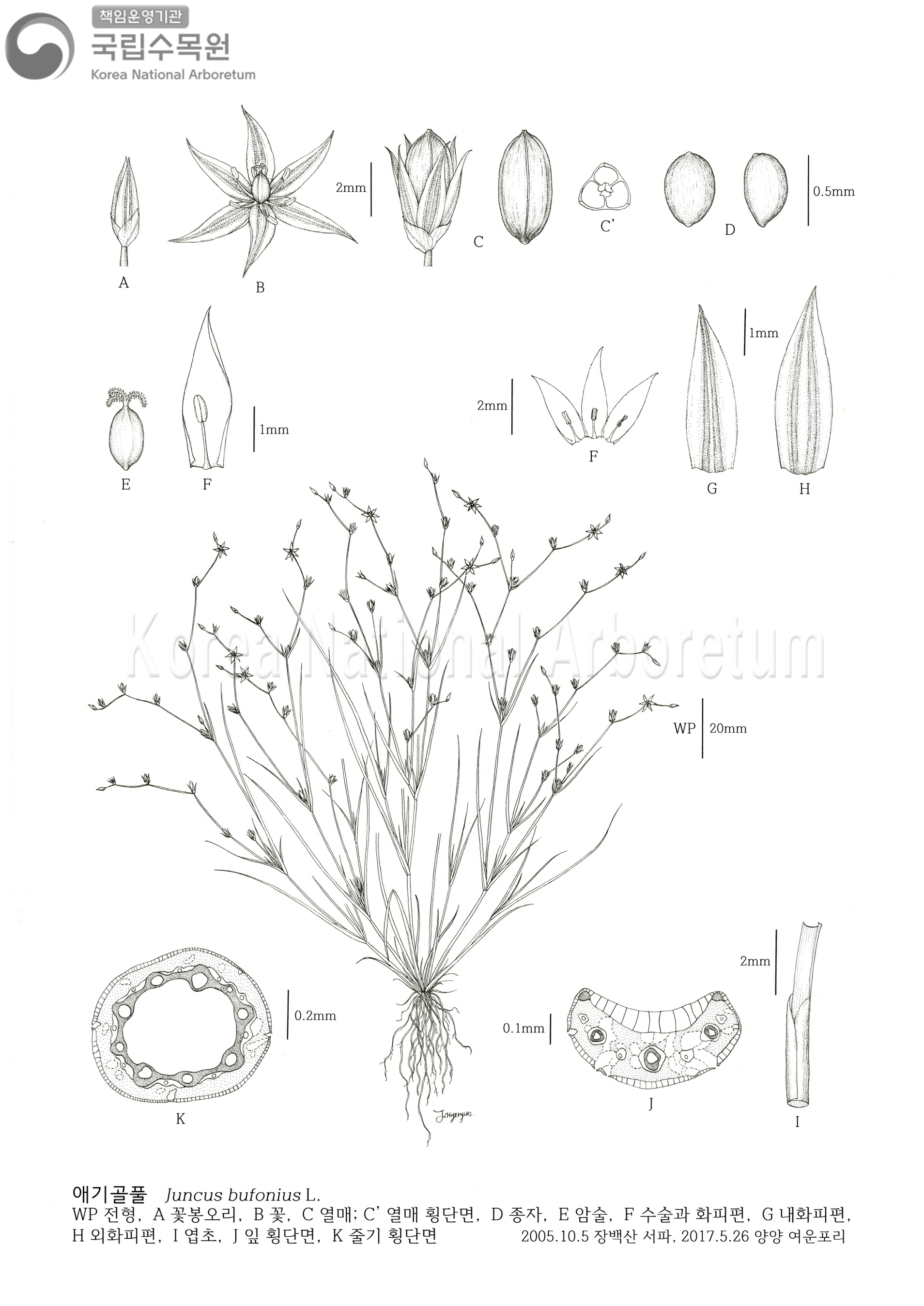 Plant Illustration Detailed View