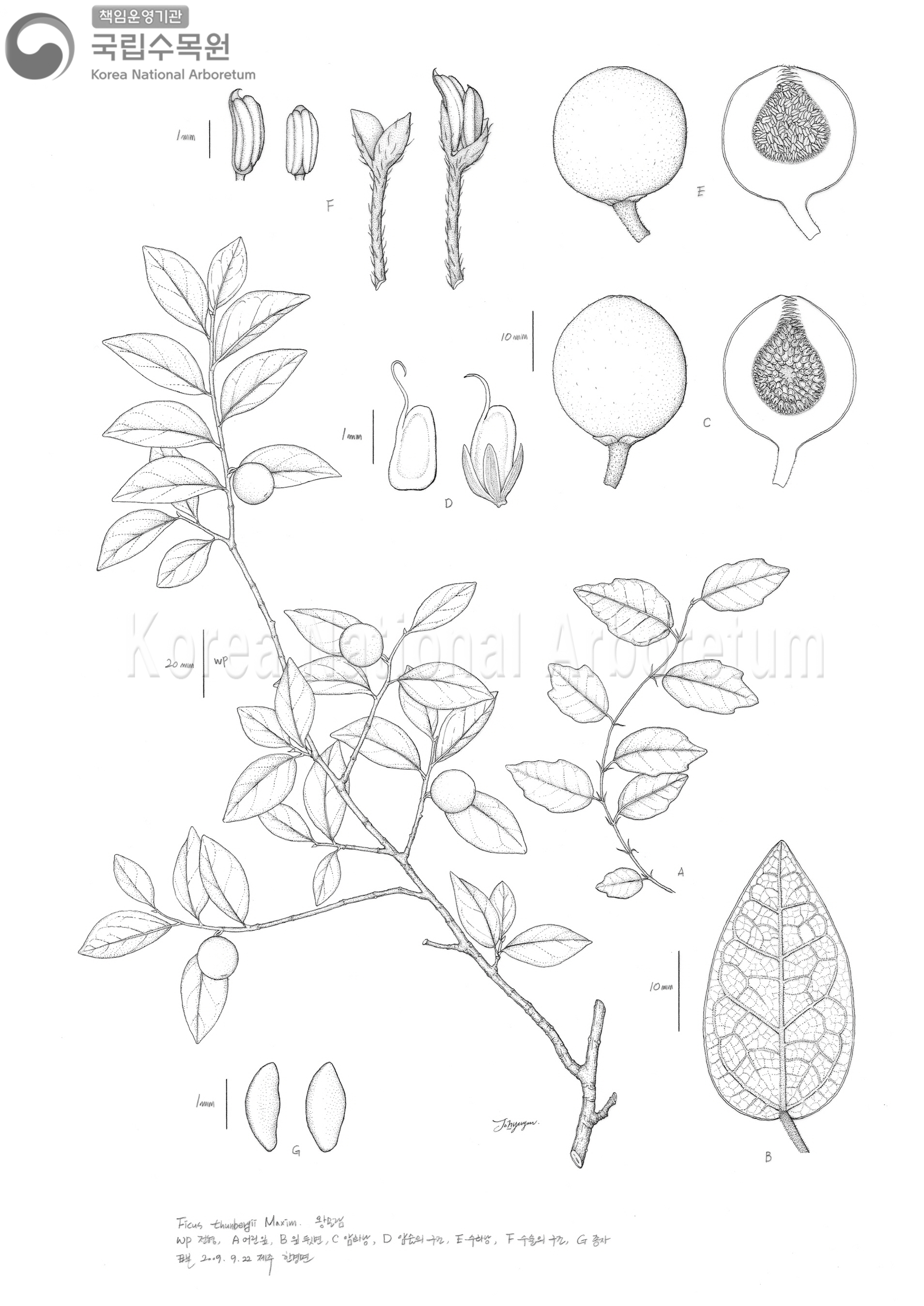 Plant Illustration Detailed View