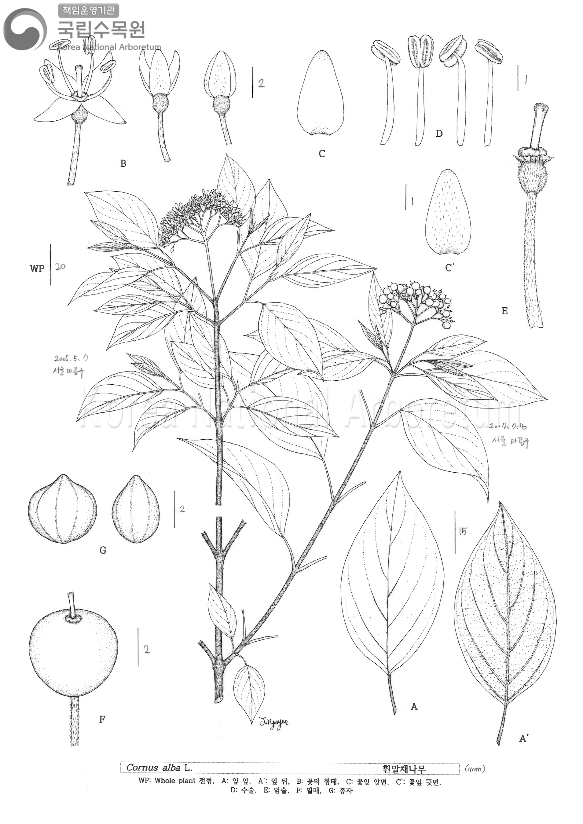 Plant Illustration Detailed View