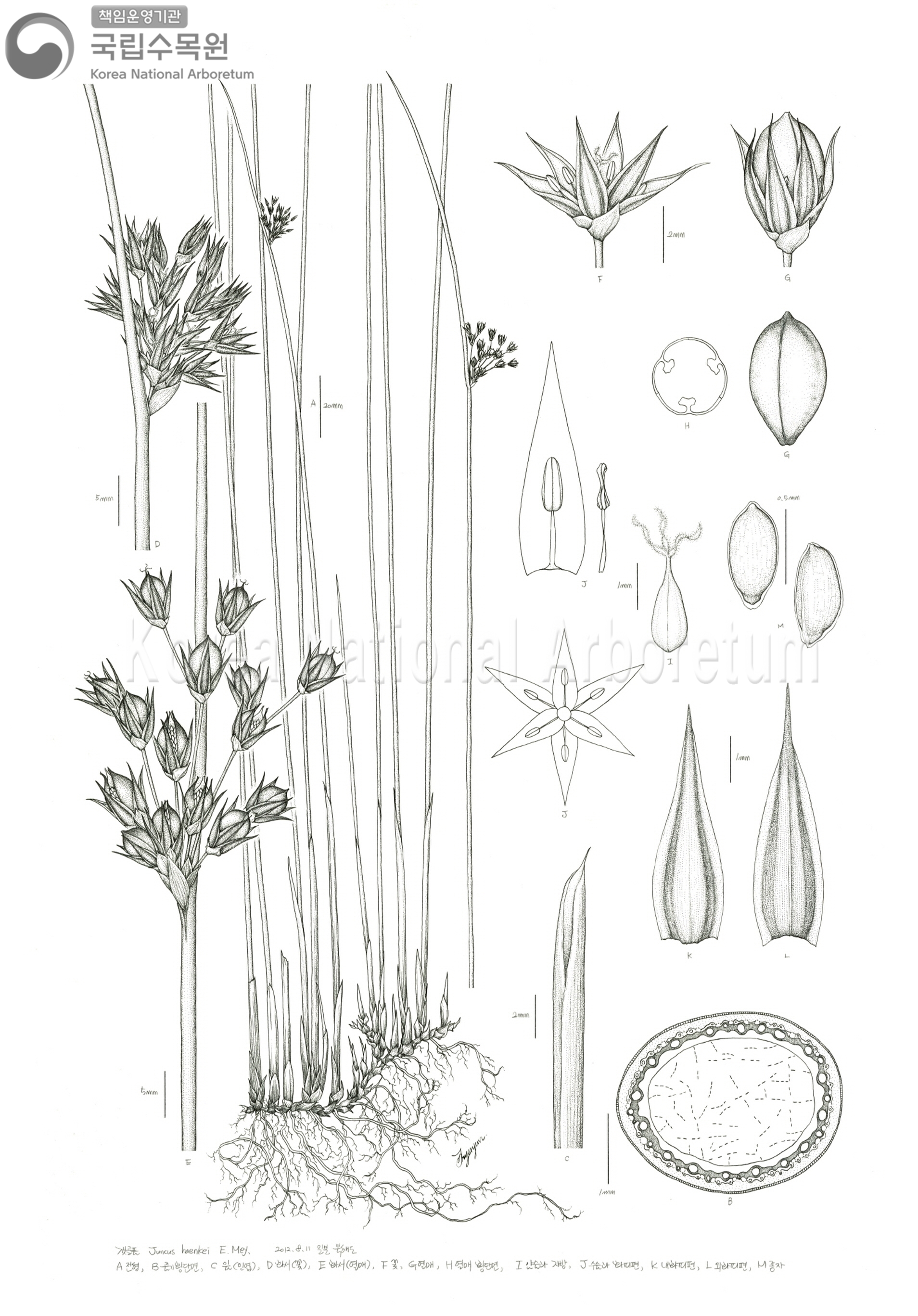 Plant Illustration Detailed View