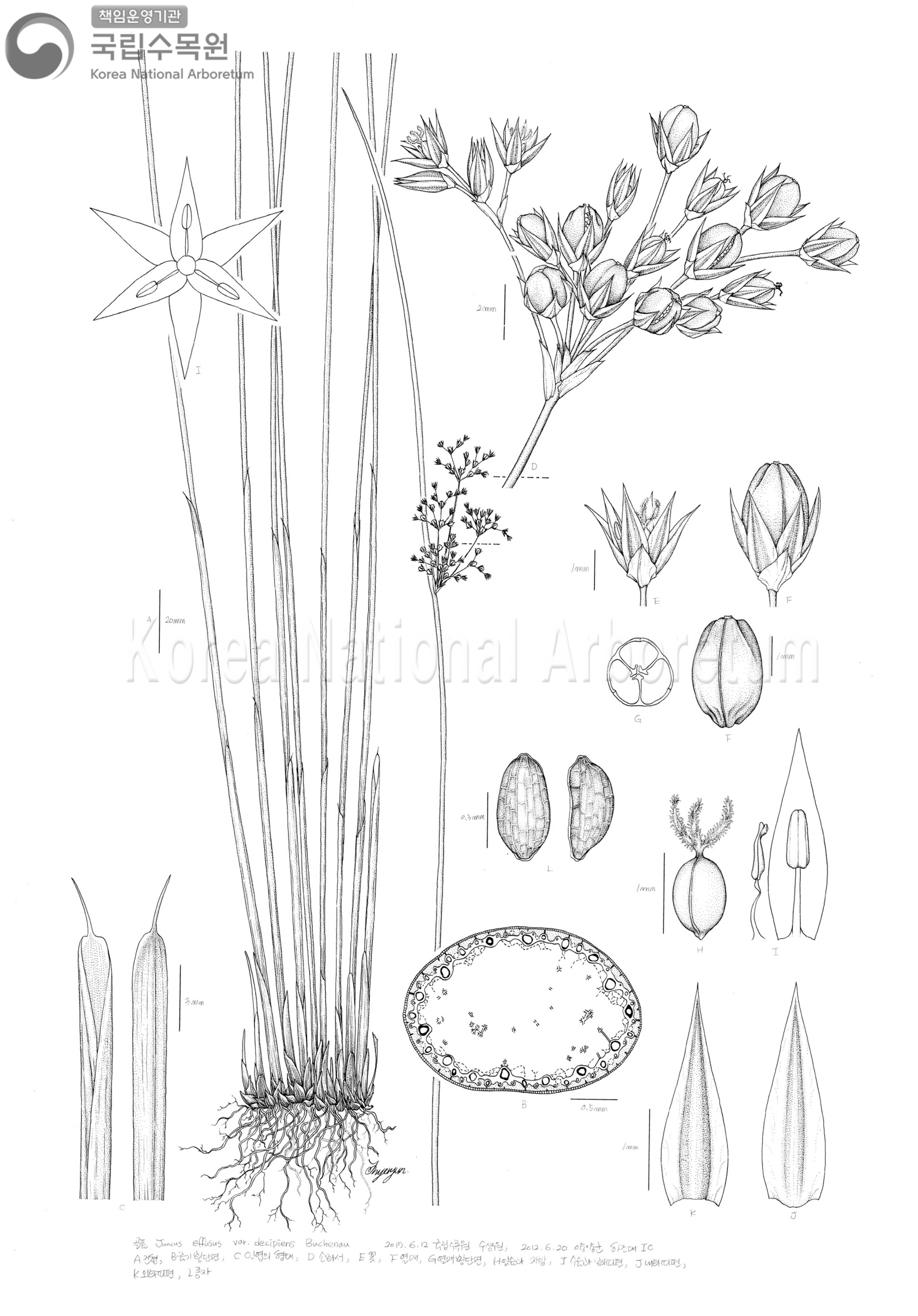 Plant Illustration Detailed View