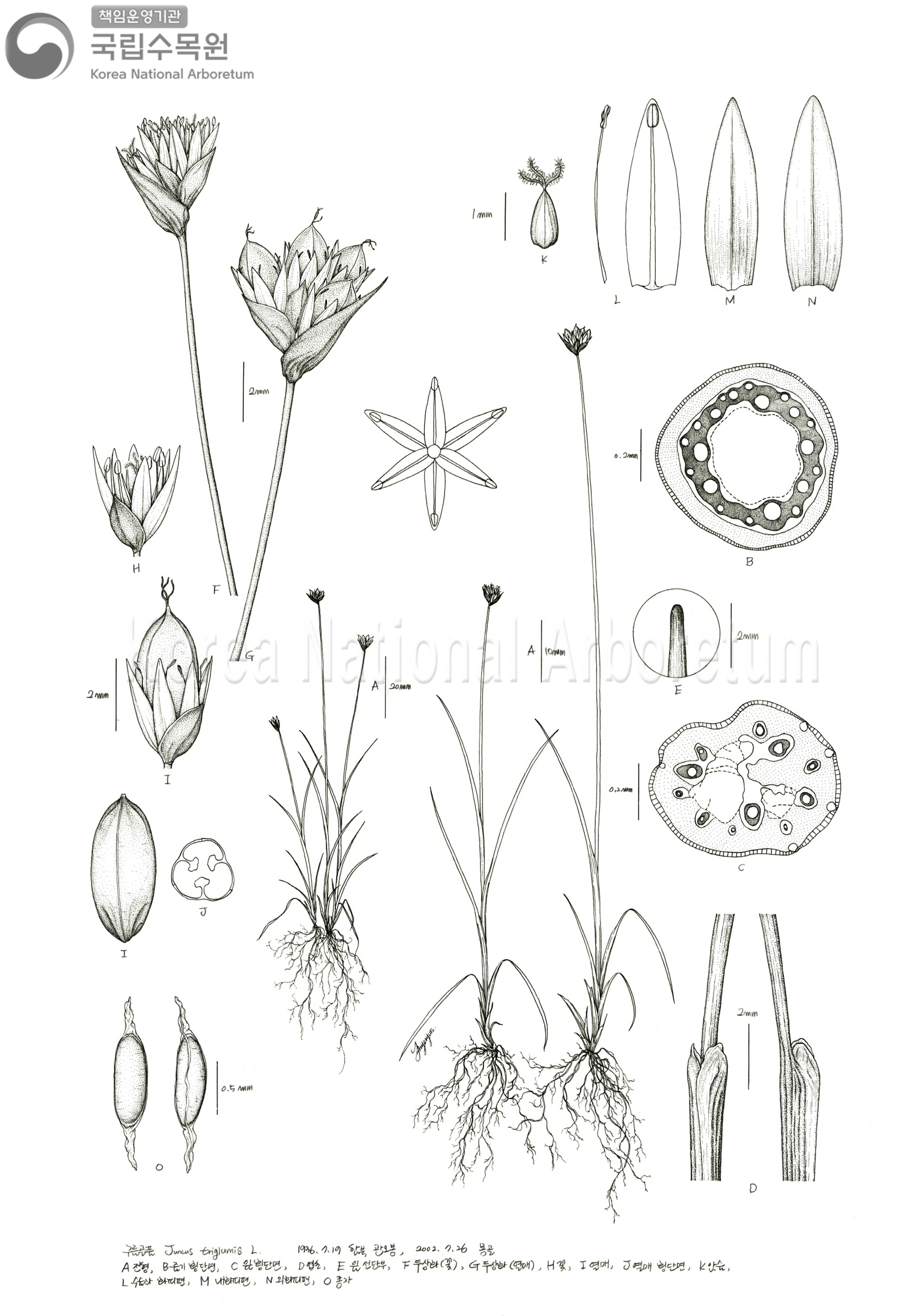 Plant Illustration Detailed View