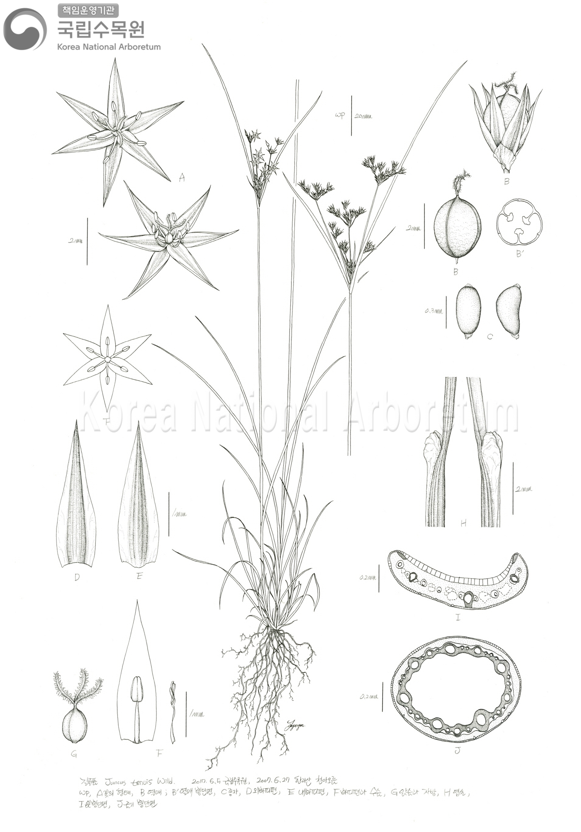 Plant Illustration Detailed View