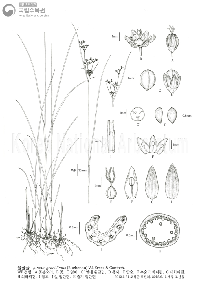 Plant Illustration Detailed View