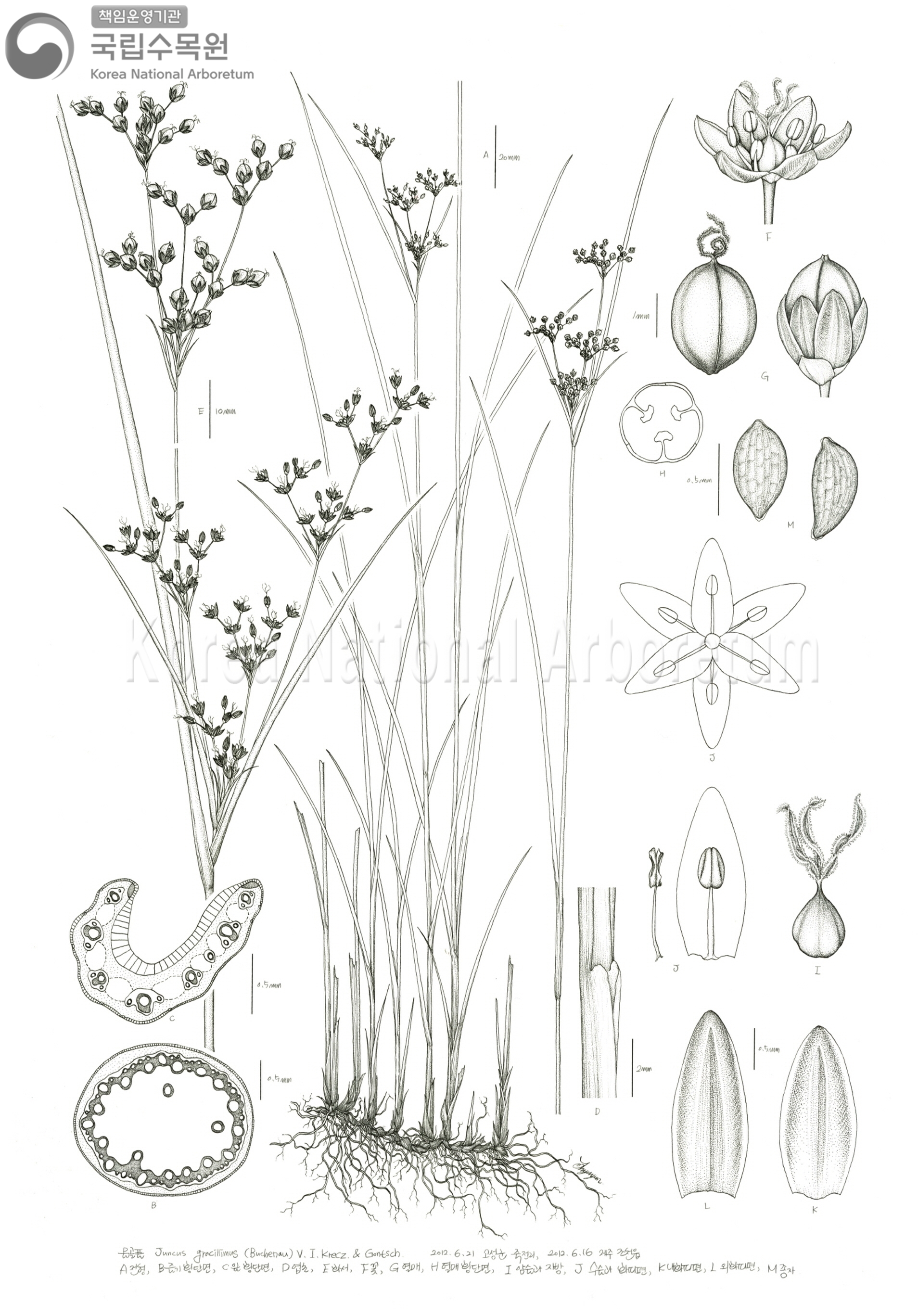 Plant Illustration Detailed View