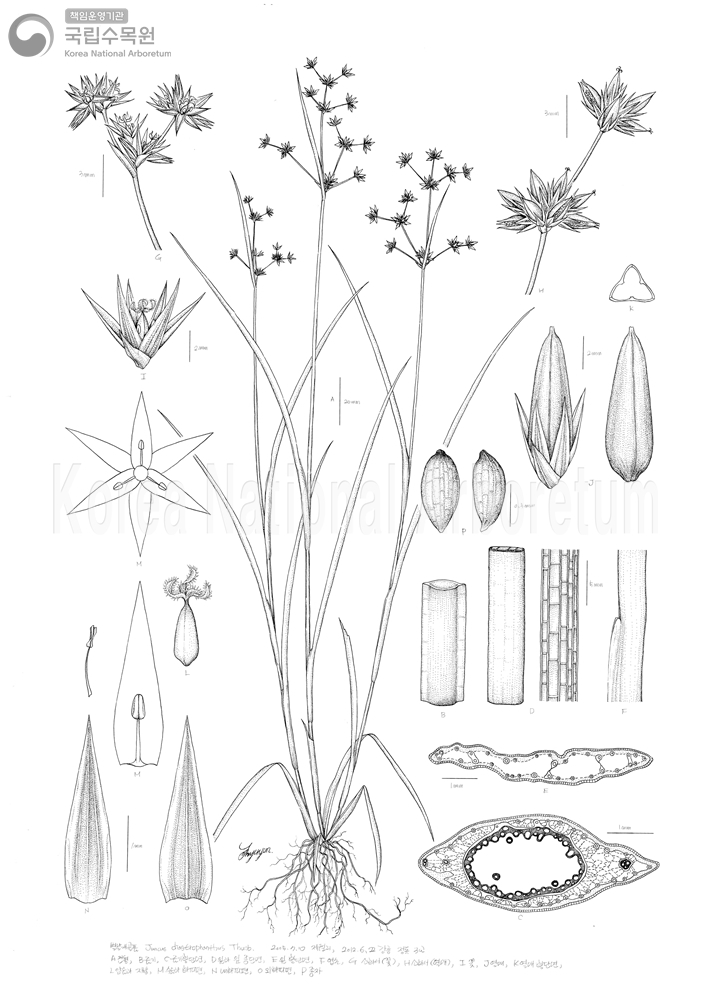 Plant Illustration Detailed View