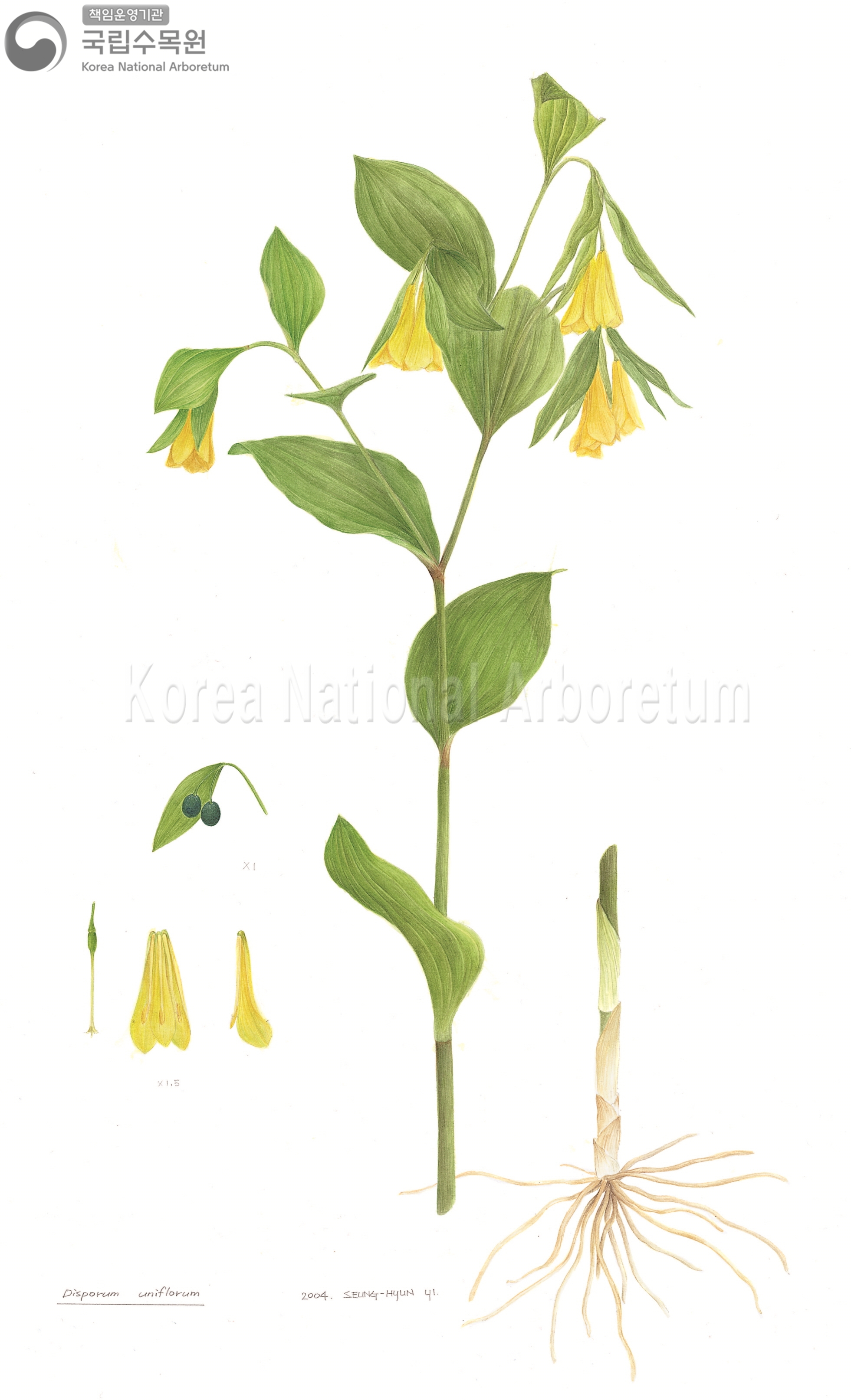 Plant Illustration Detailed View