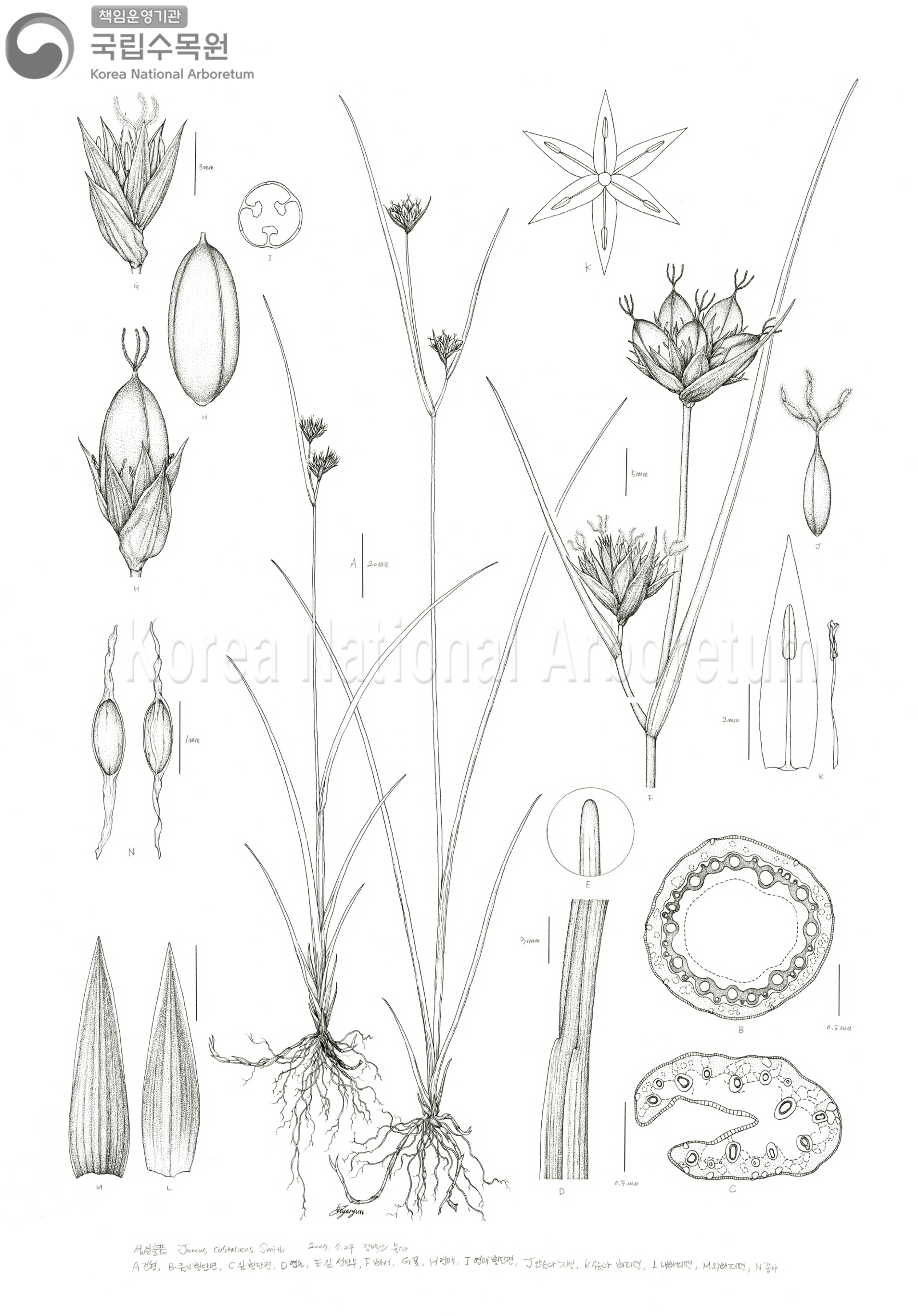 Plant Illustration Detailed View