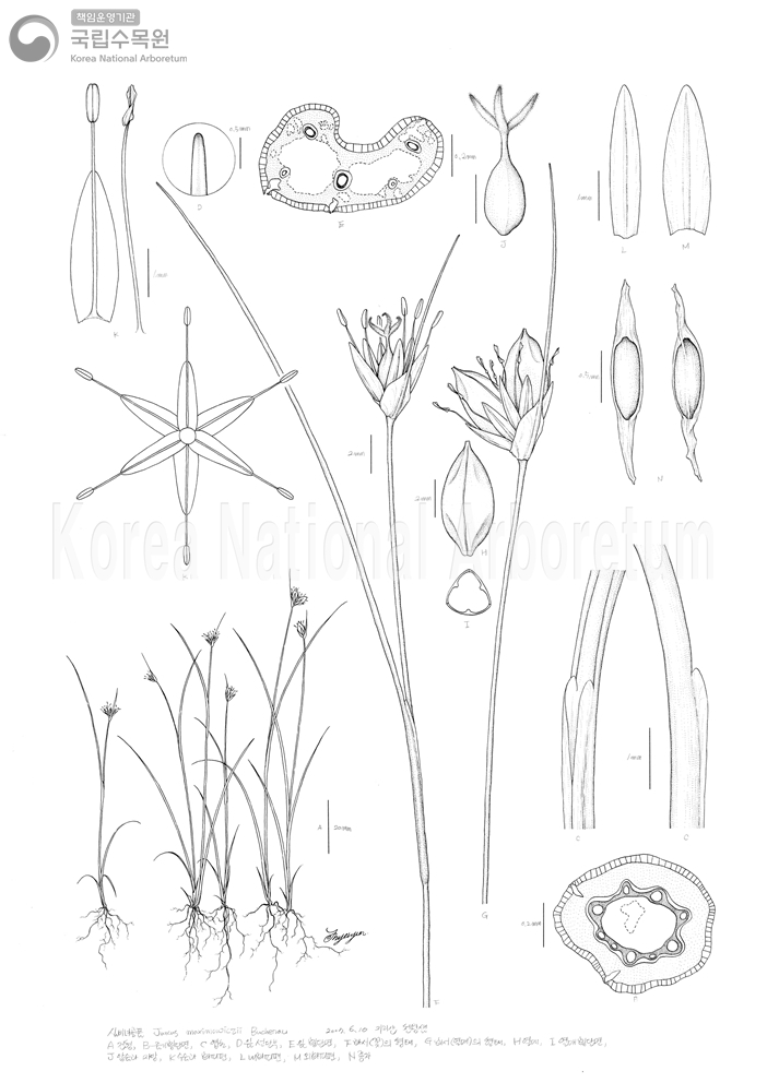 Plant Illustration Detailed View