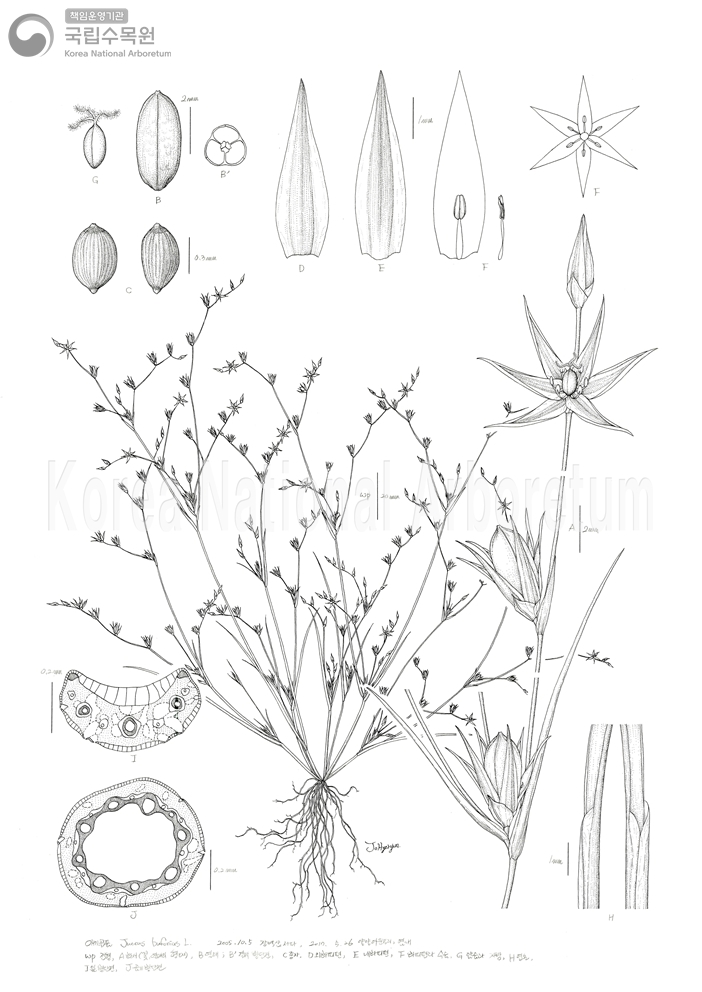 Plant Illustration Detailed View