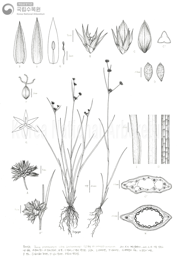 Plant Illustration Detailed View