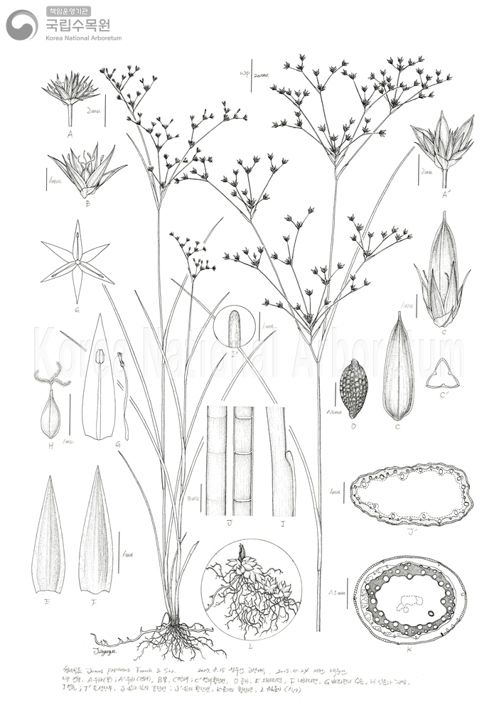 Plant Illustration Detailed View