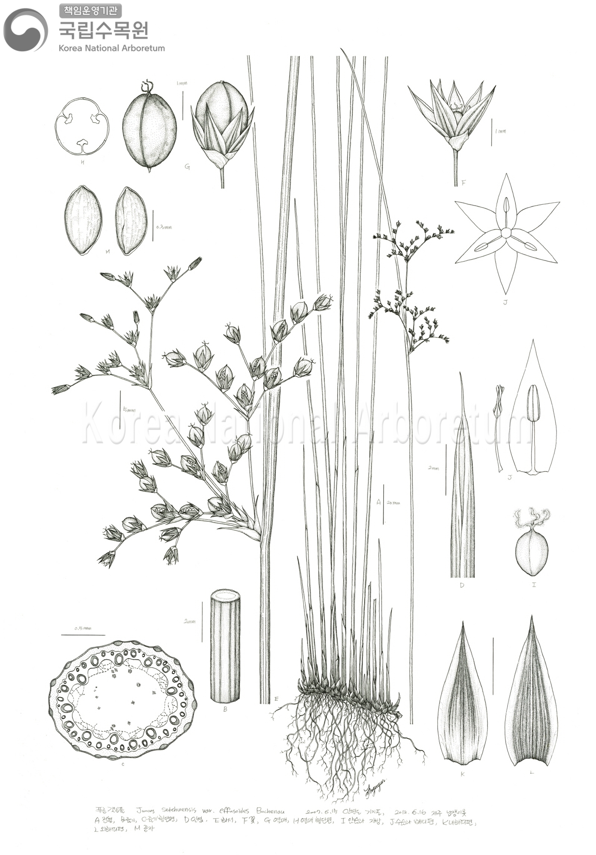 Plant Illustration Detailed View