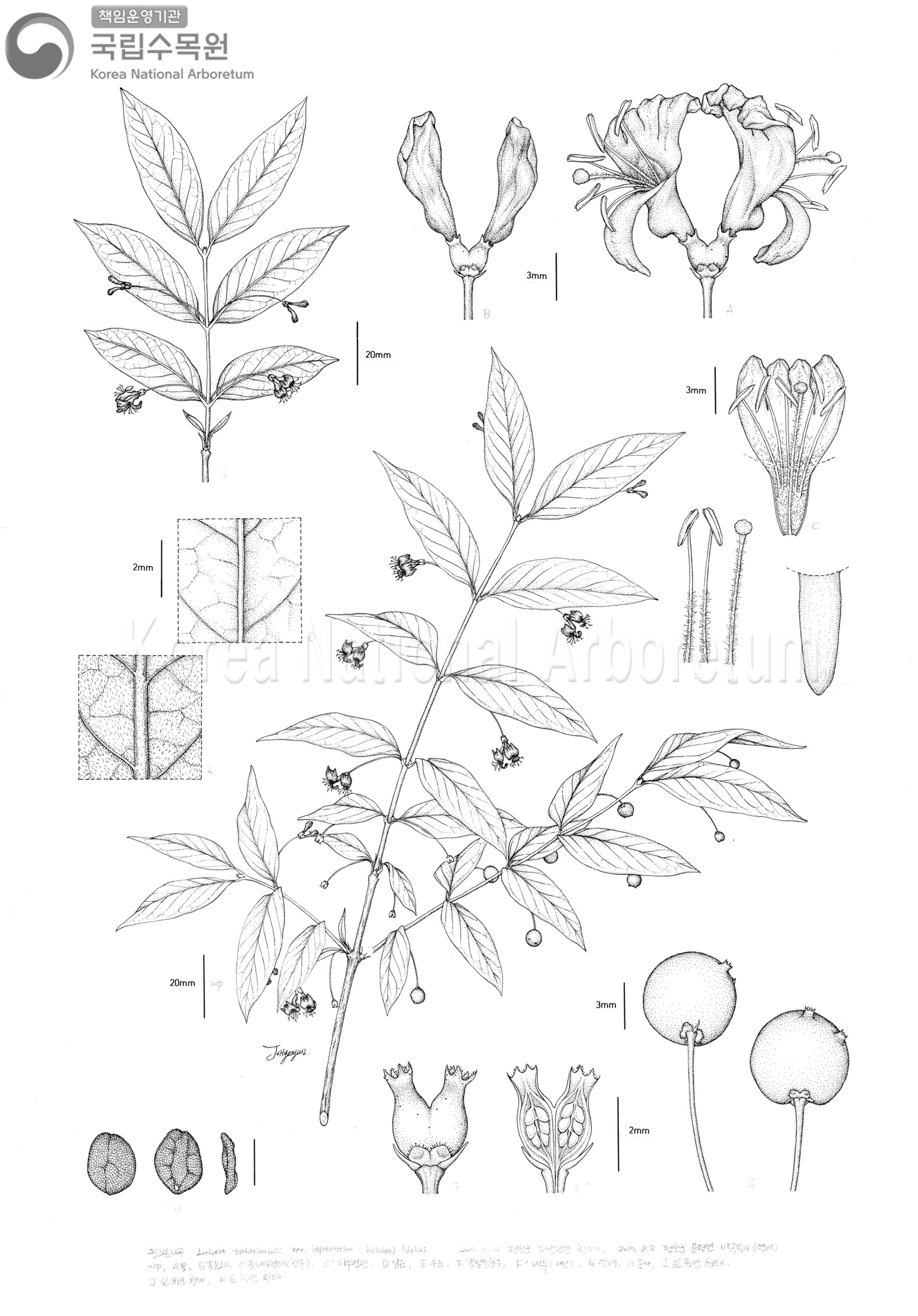 Plant Illustration Detailed View