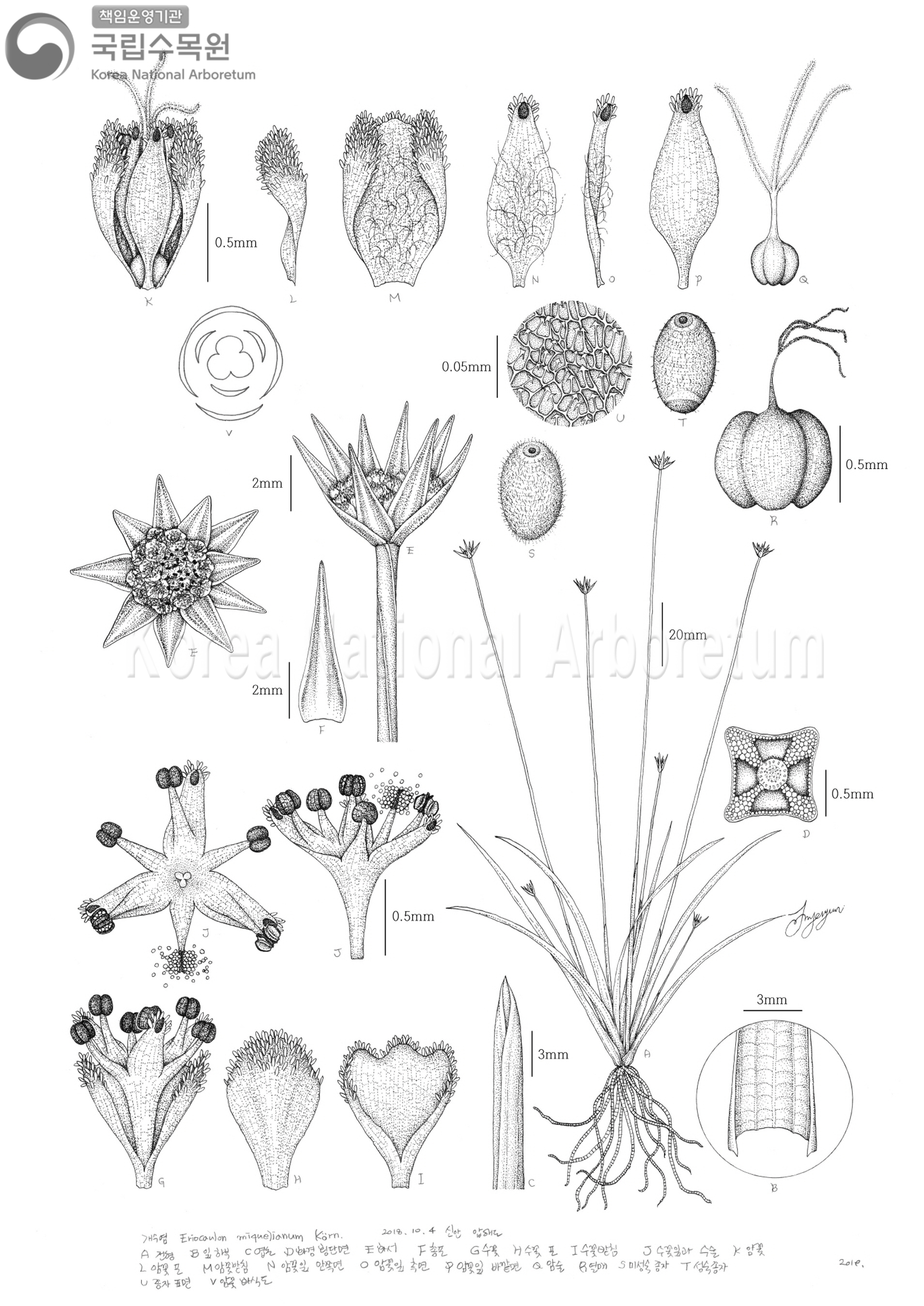 Plant Illustration Detailed View