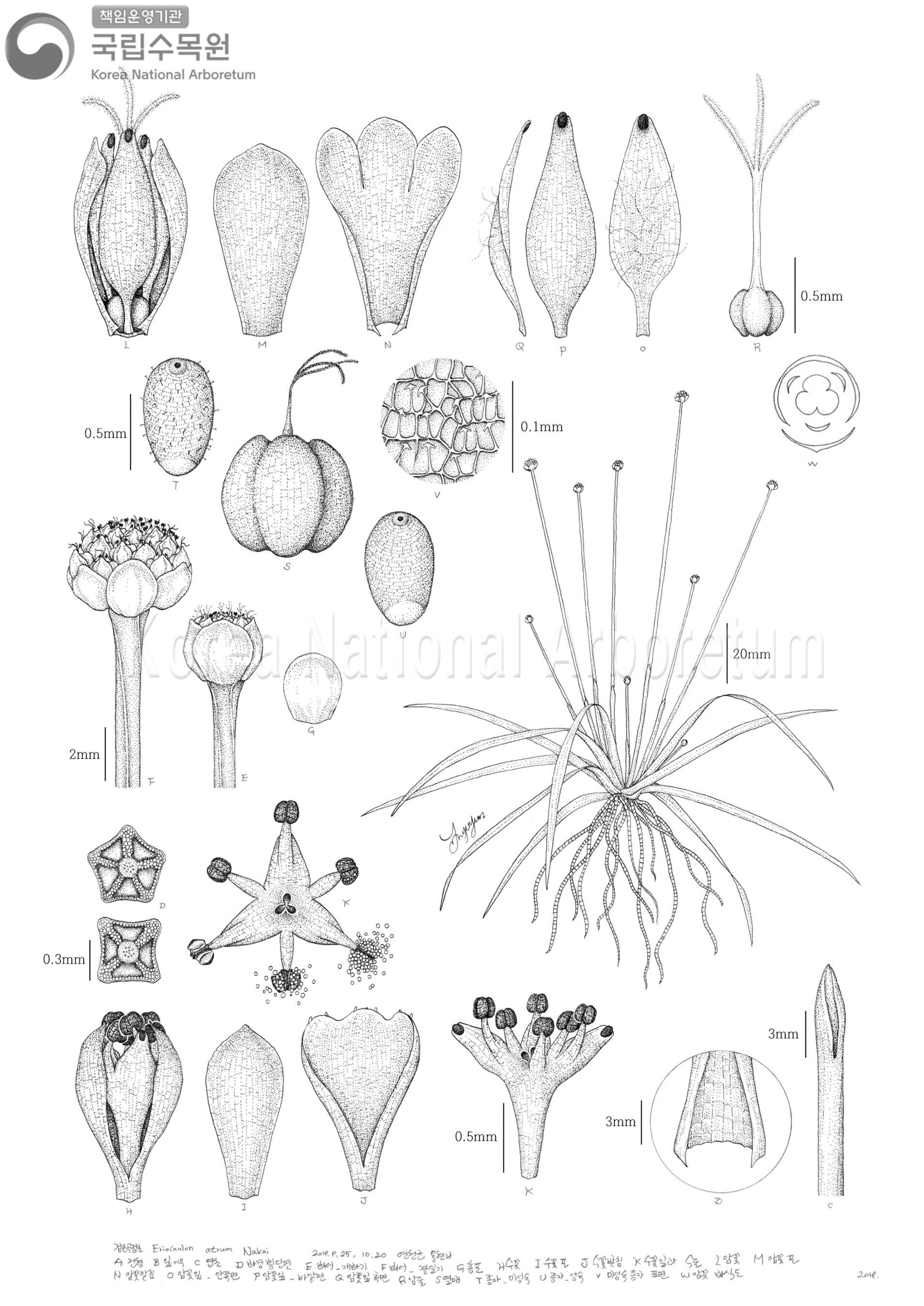 Plant Illustration Detailed View