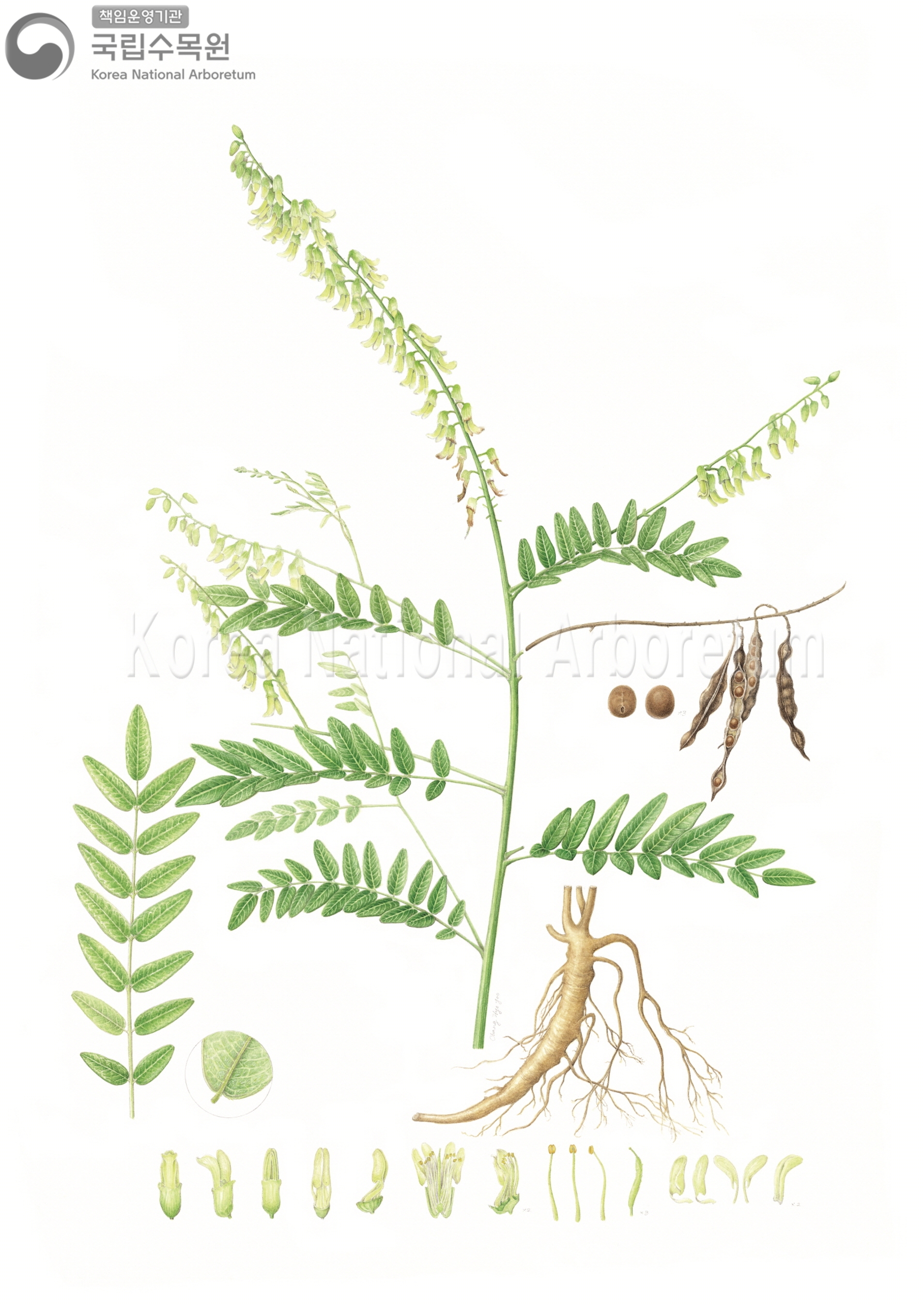 Plant Illustration Detailed View