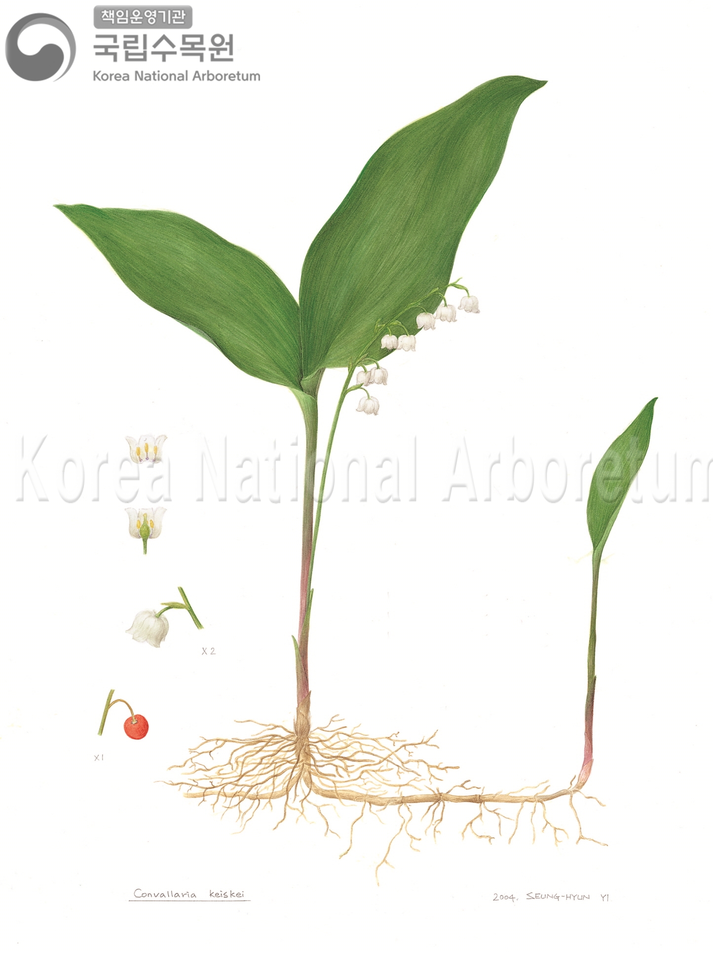 Plant Illustration Detailed View