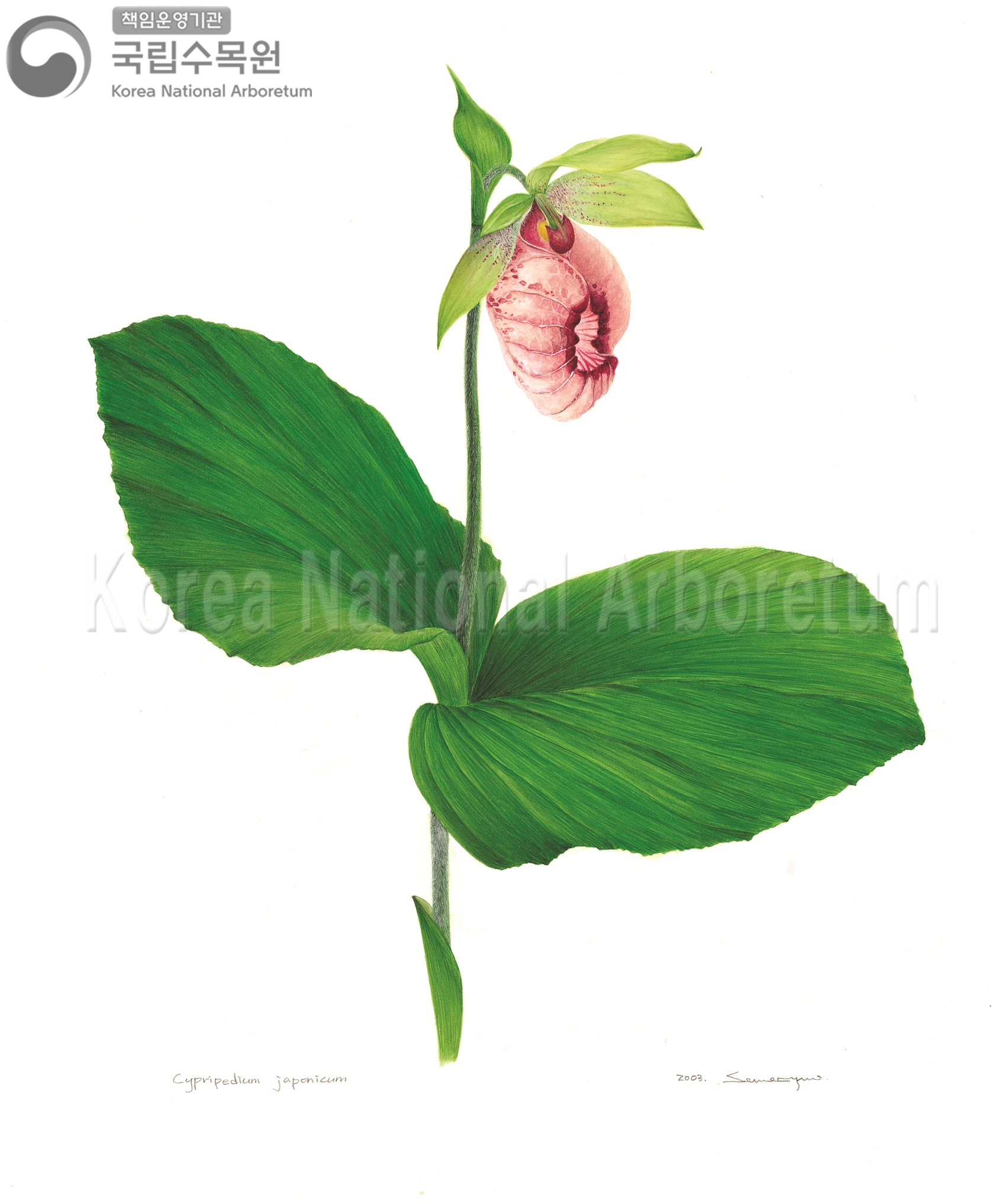 Plant Illustration Detailed View