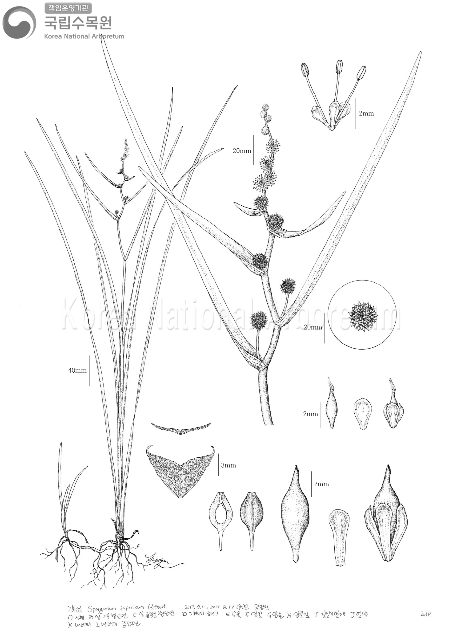 Plant Illustration Detailed View