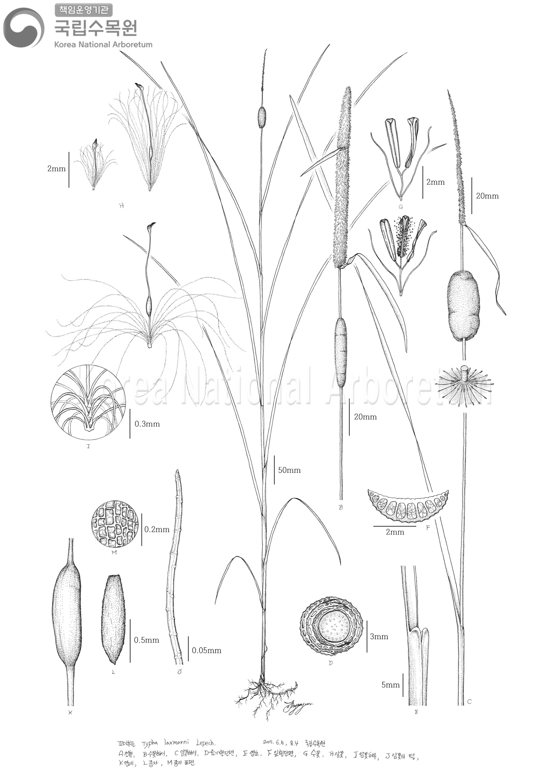 Plant Illustration Detailed View