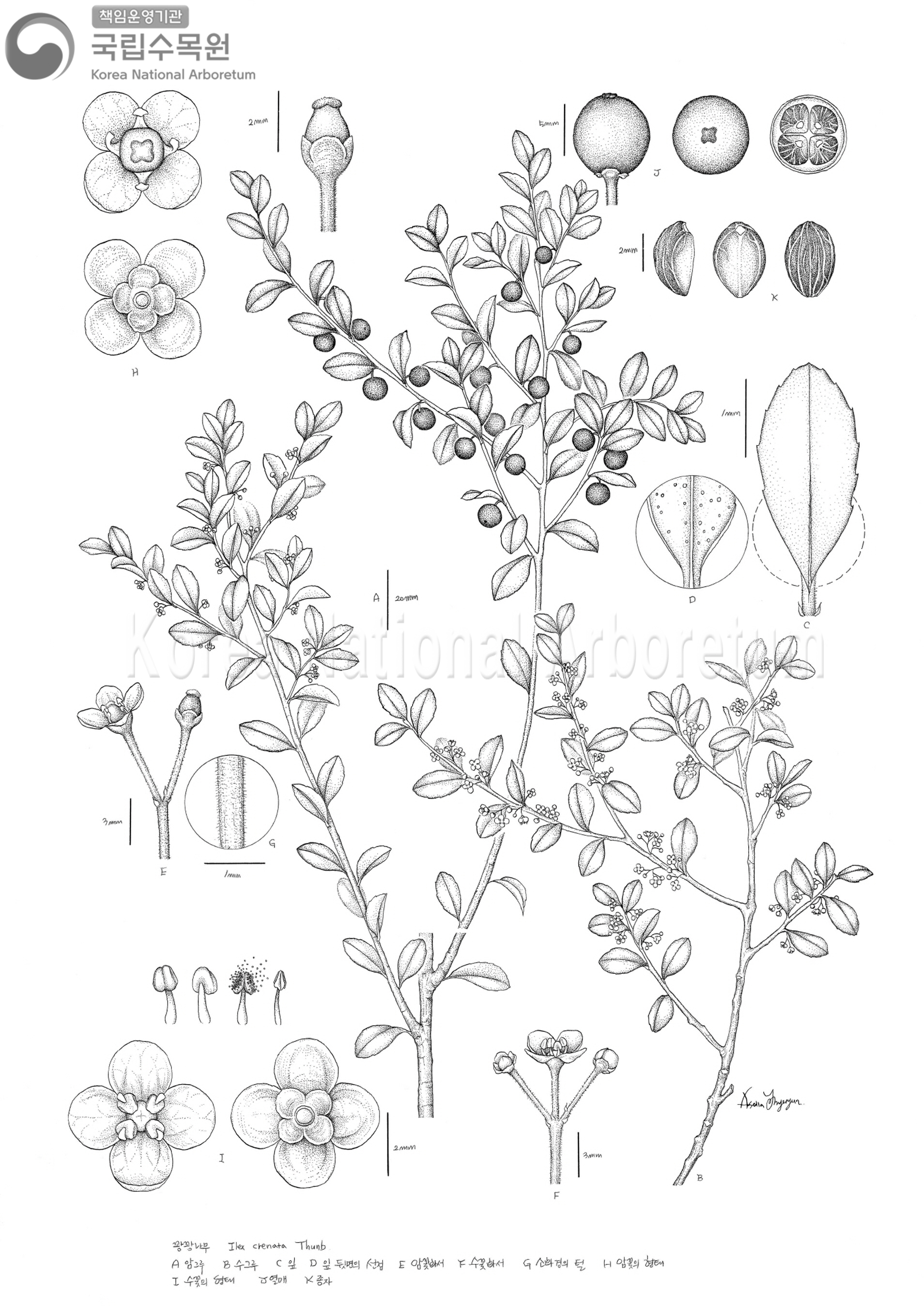 Plant Illustration Detailed View