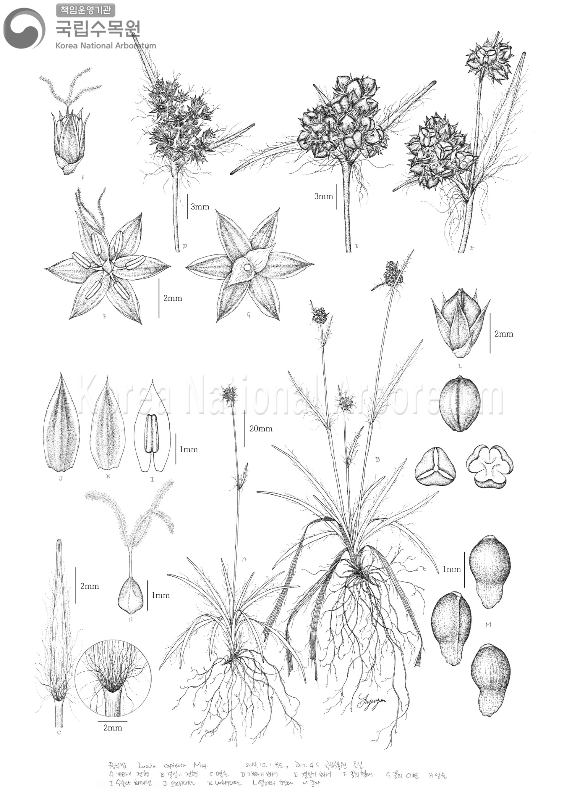 Plant Illustration Detailed View