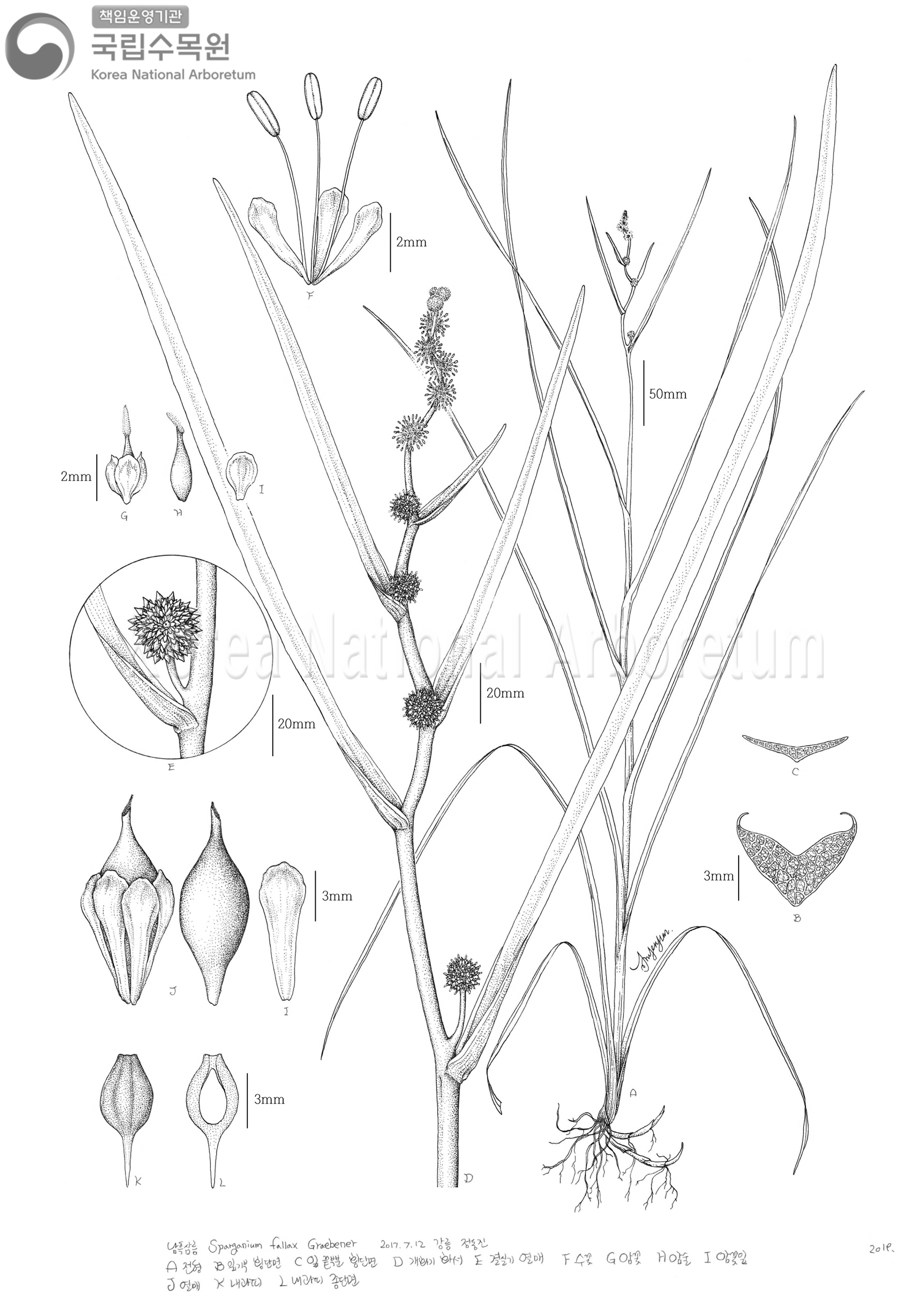 Plant Illustration Detailed View