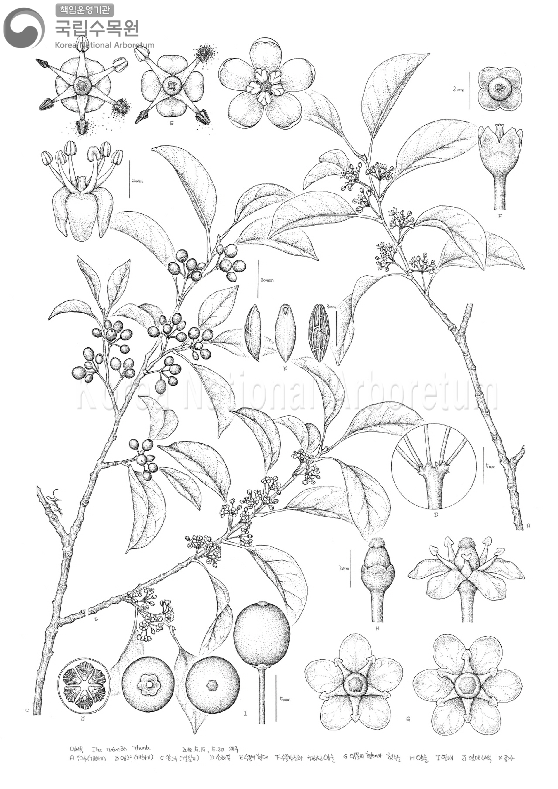 Plant Illustration Detailed View