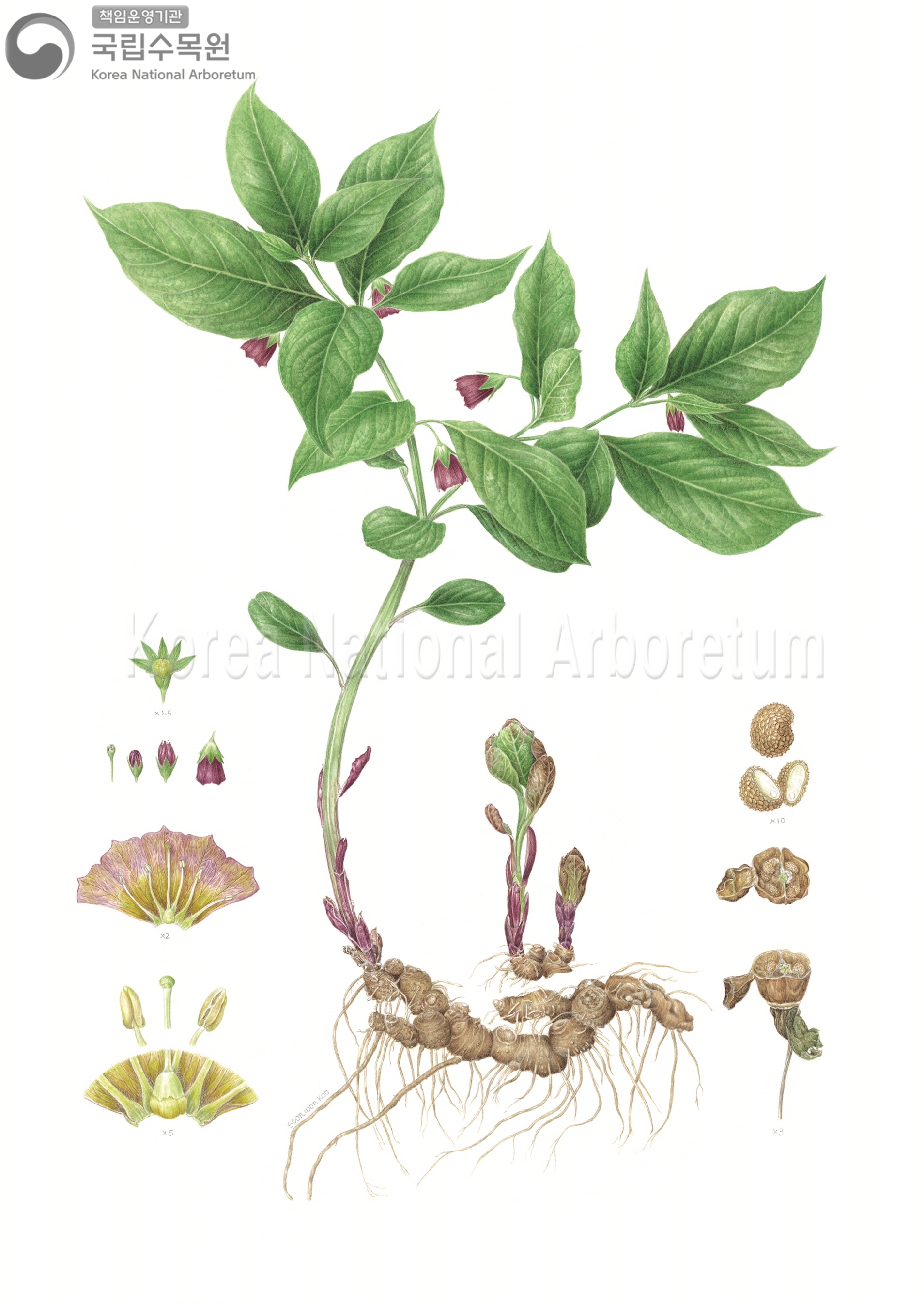 Plant Illustration Detailed View