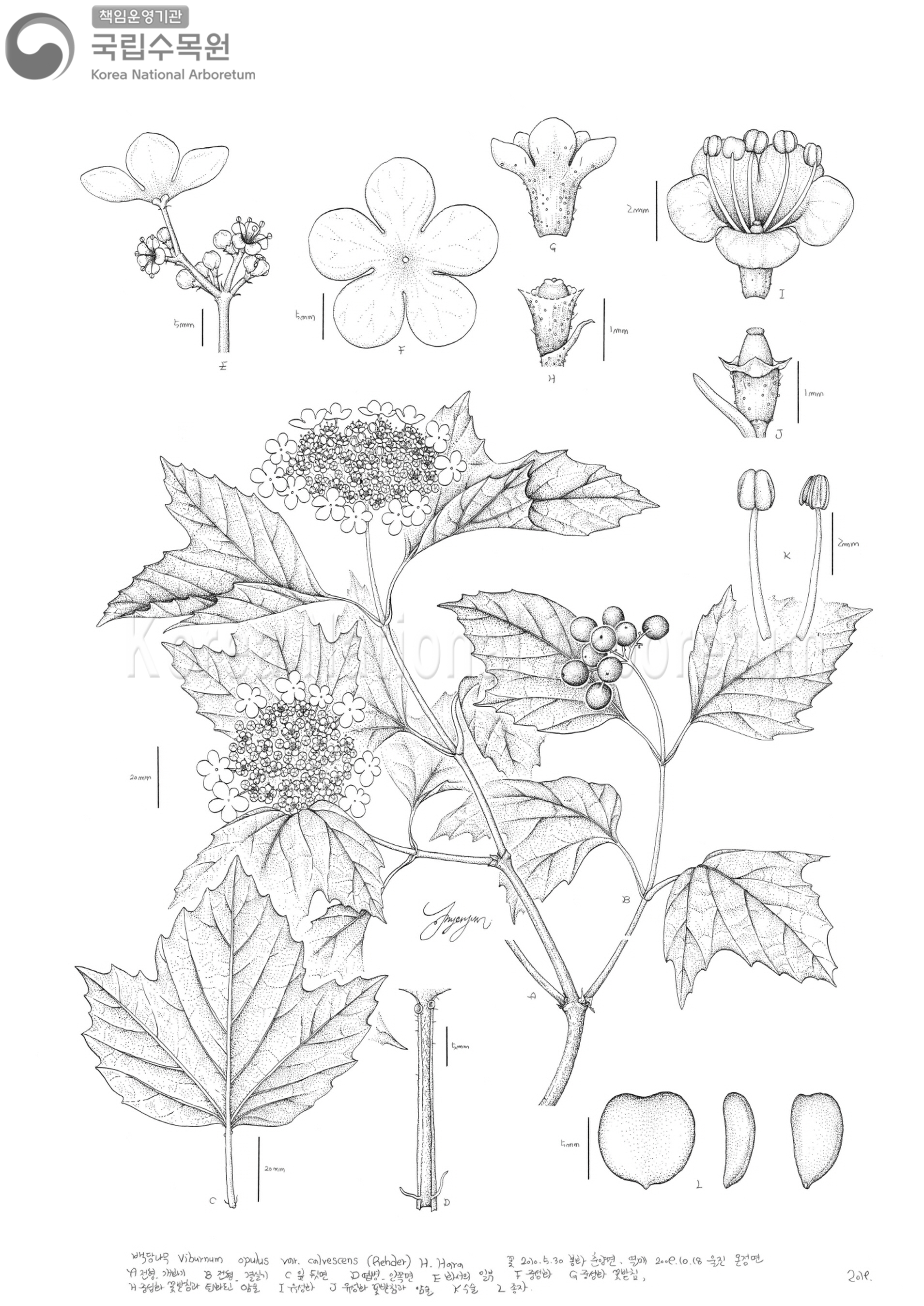 Plant Illustration Detailed View