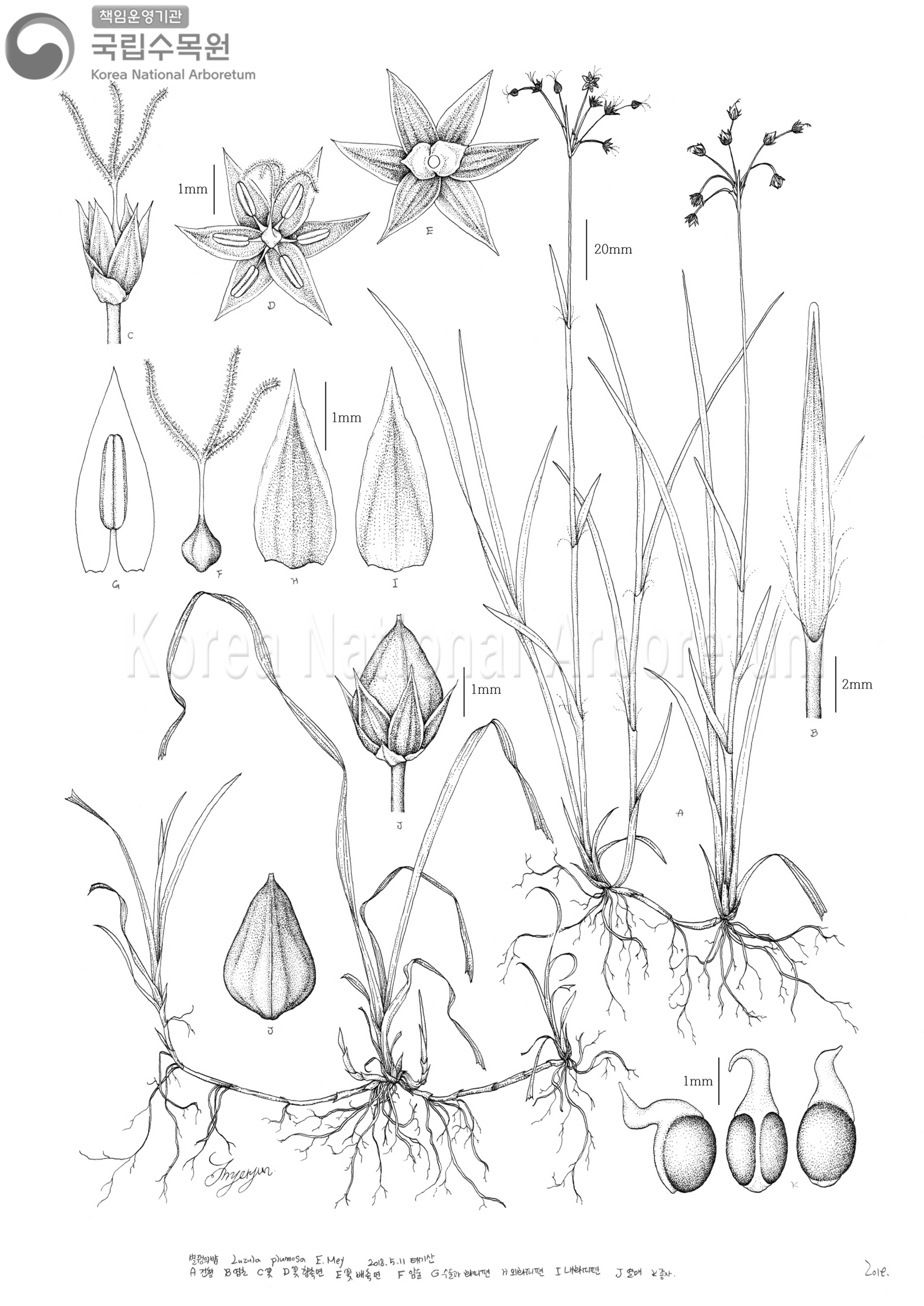 Plant Illustration Detailed View