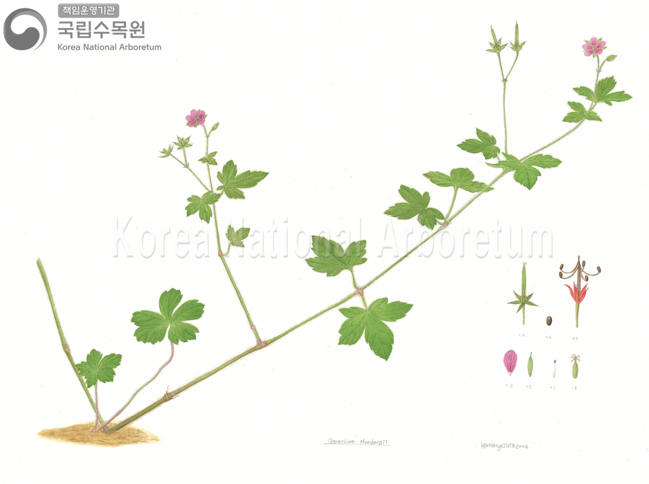 Plant Illustration Detailed View