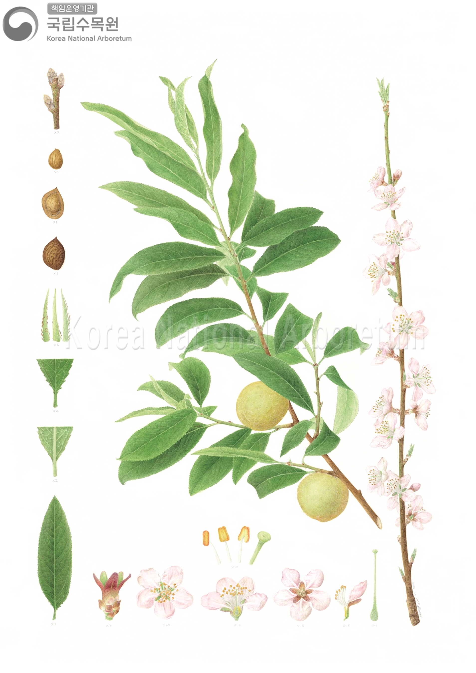 Plant Illustration Detailed View