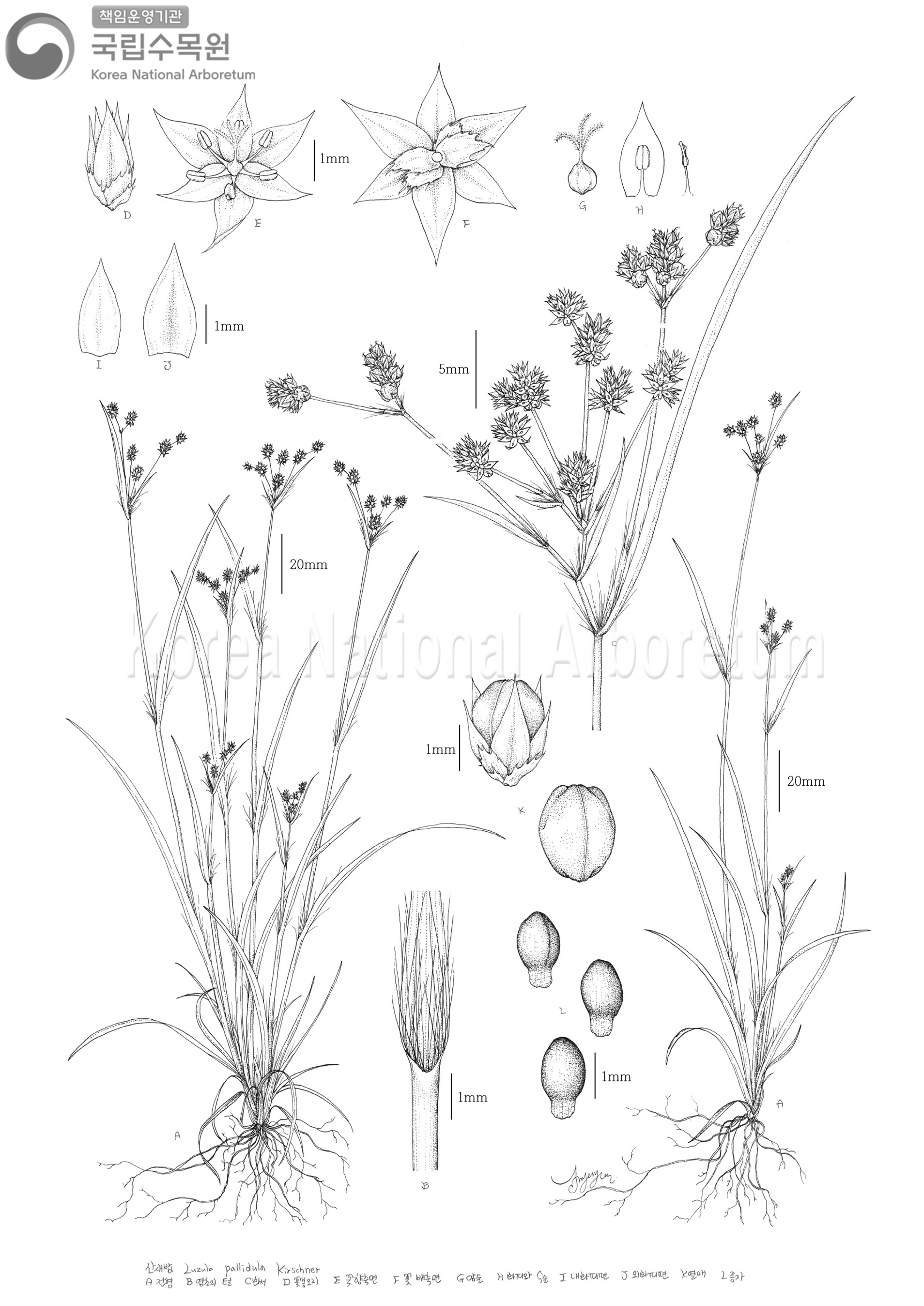 Plant Illustration Detailed View