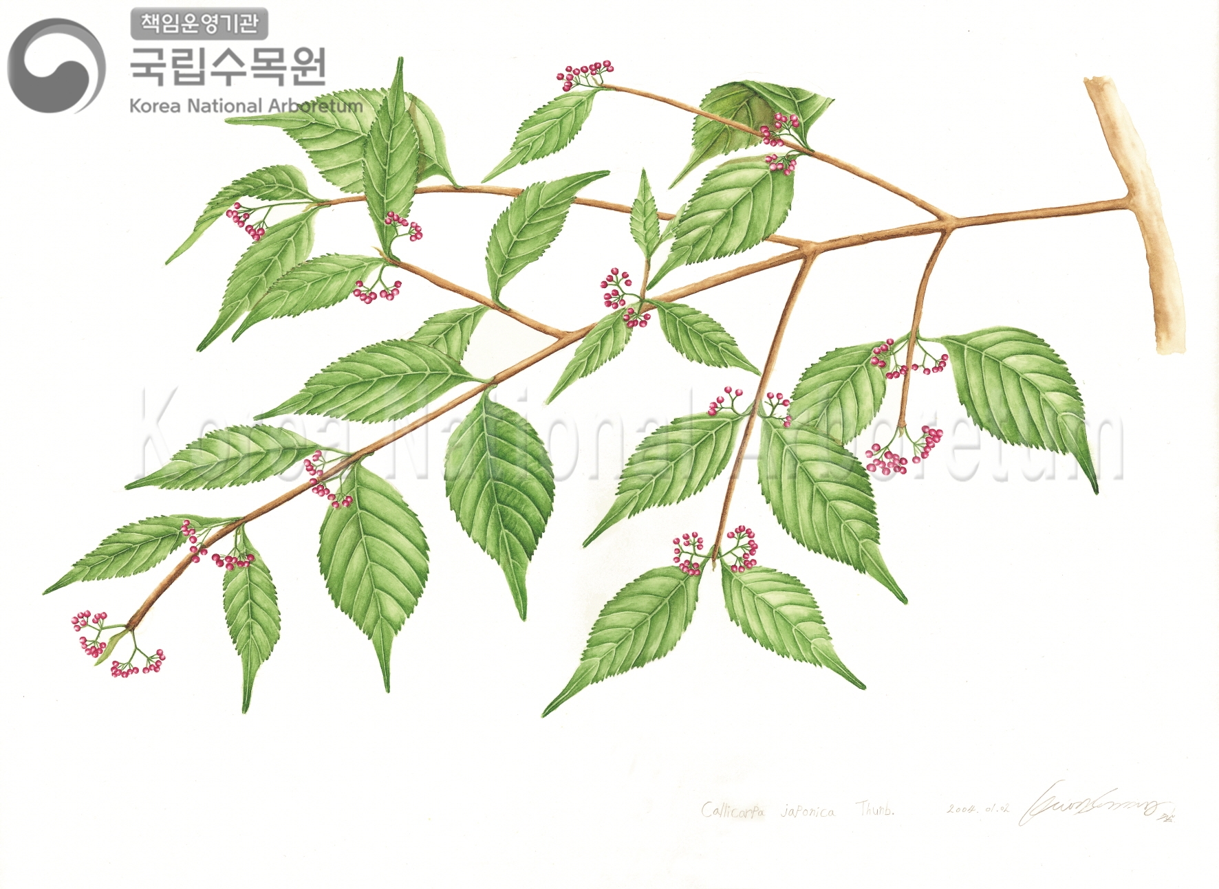 Plant Illustration Detailed View