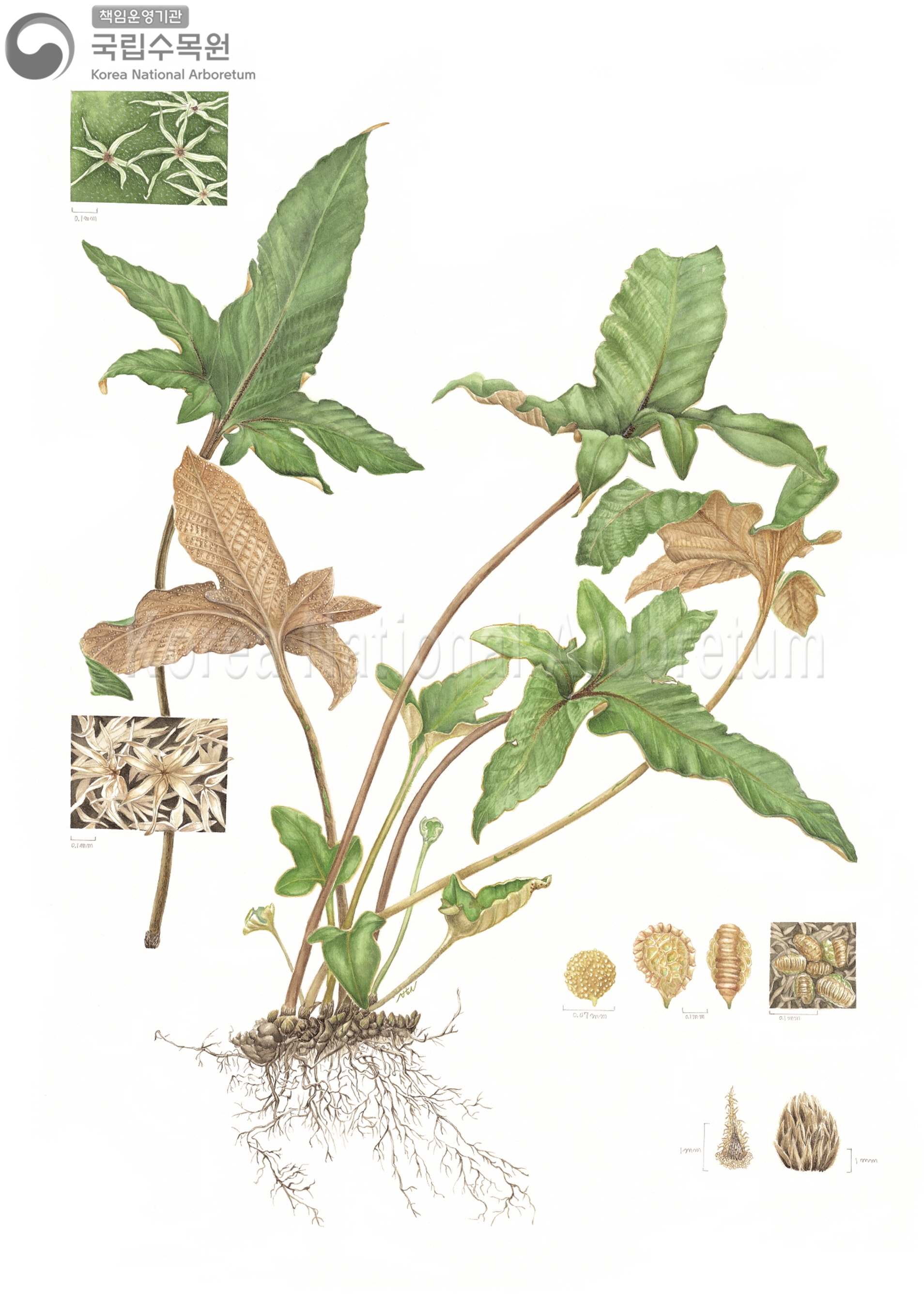 Plant Illustration Detailed View