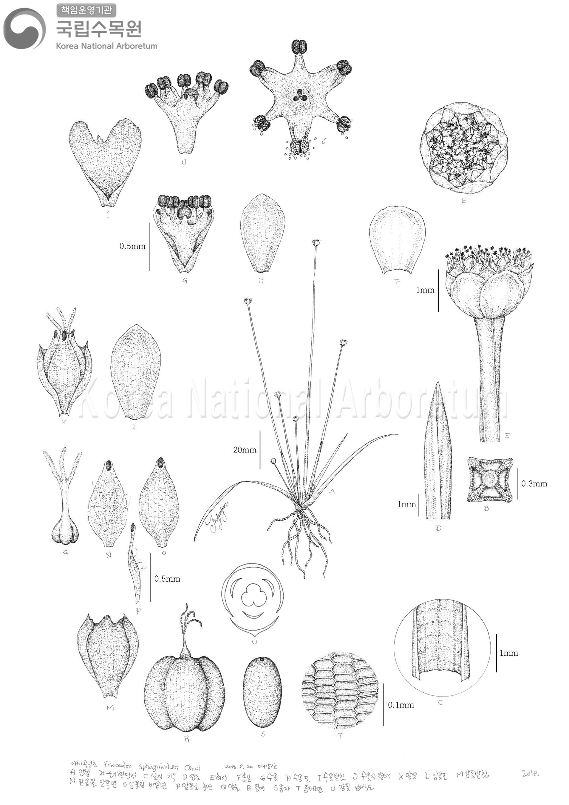 Plant Illustration Detailed View