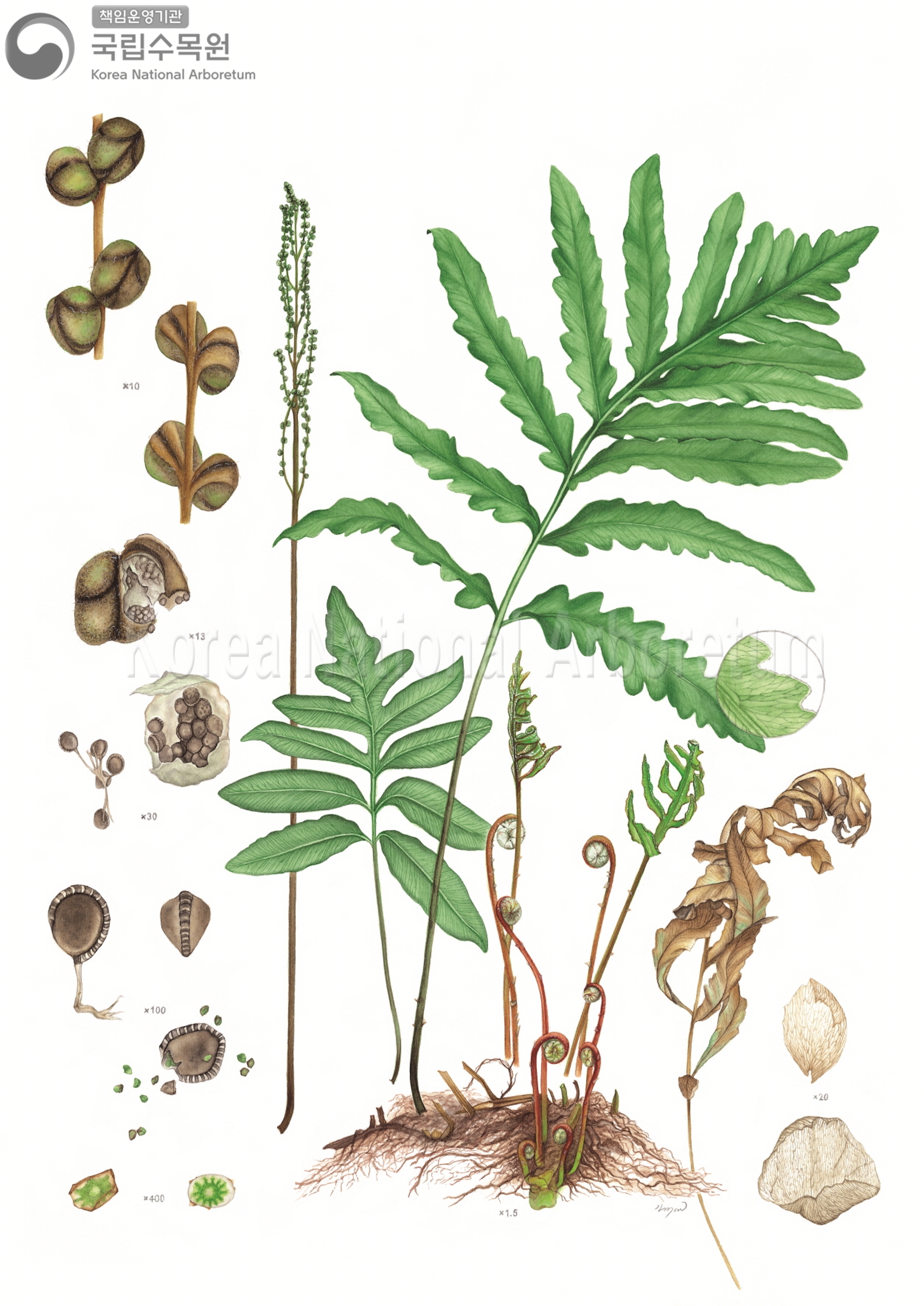 Plant Illustration Detailed View