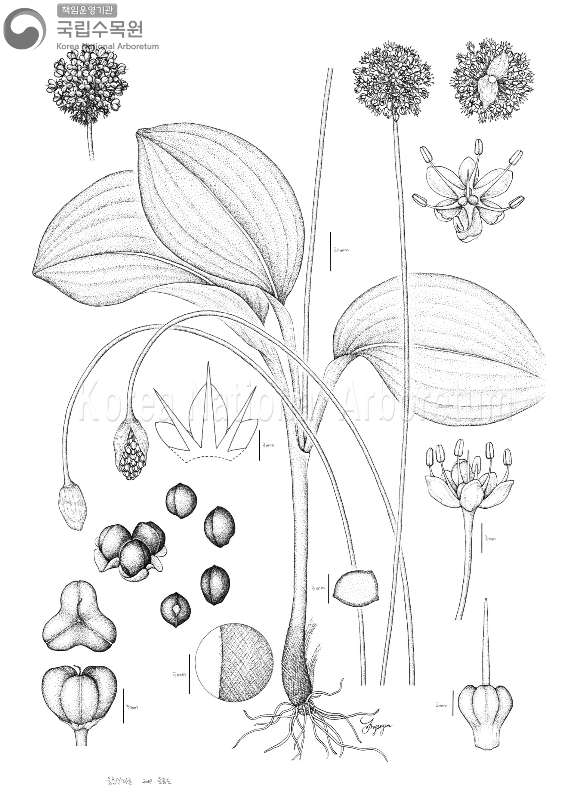 Plant Illustration Detailed View