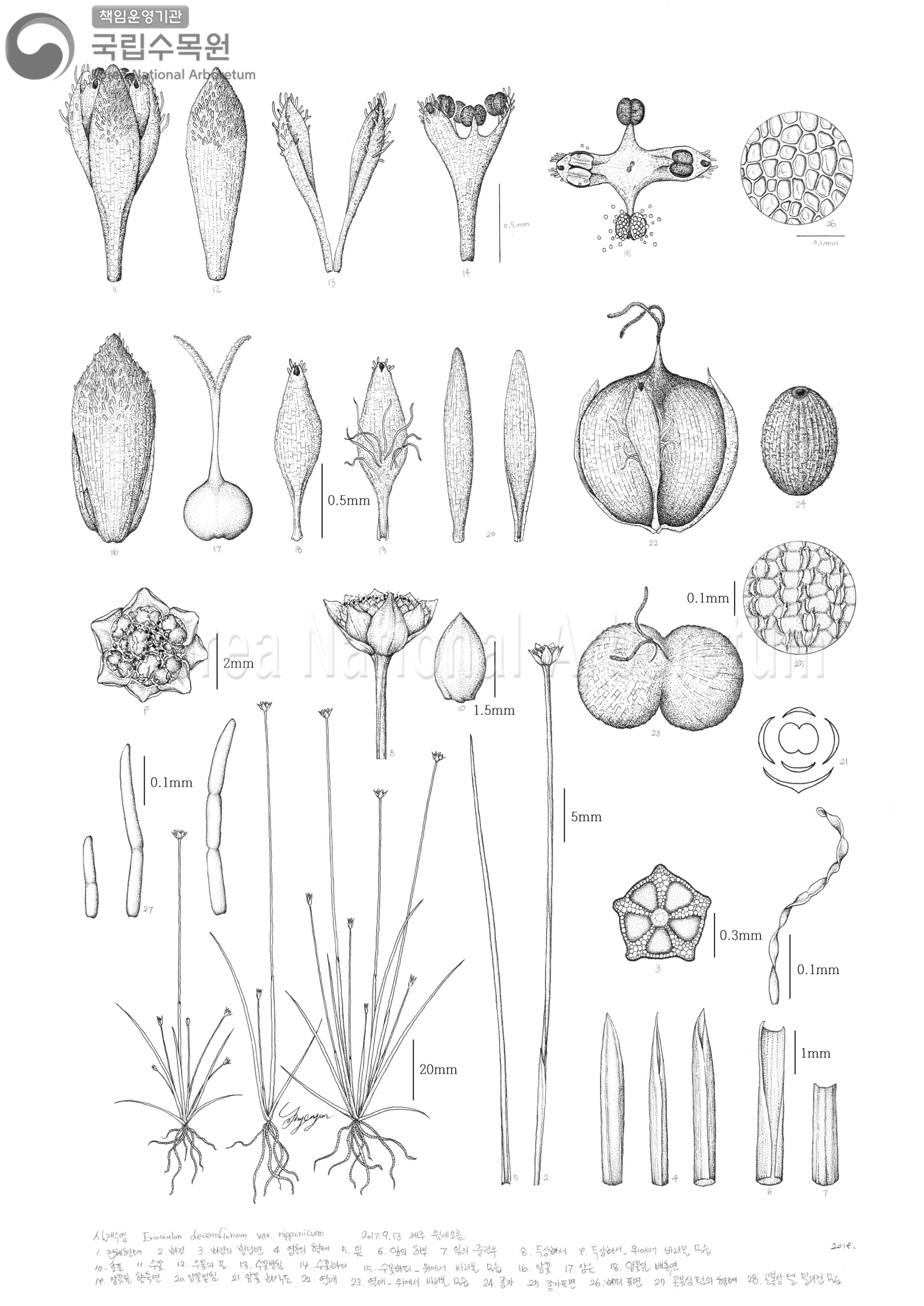 Plant Illustration Detailed View